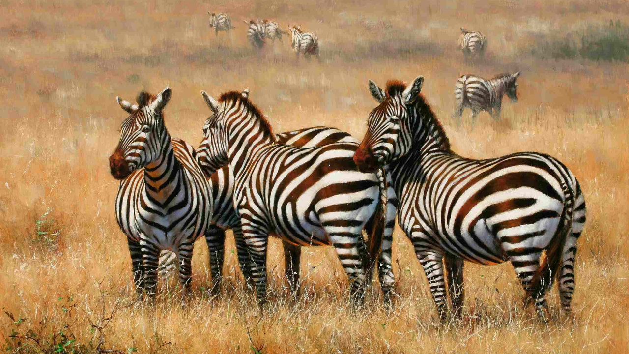 Обои живопись, арт, художник, зебра, живая природа в разрешении 1280x720