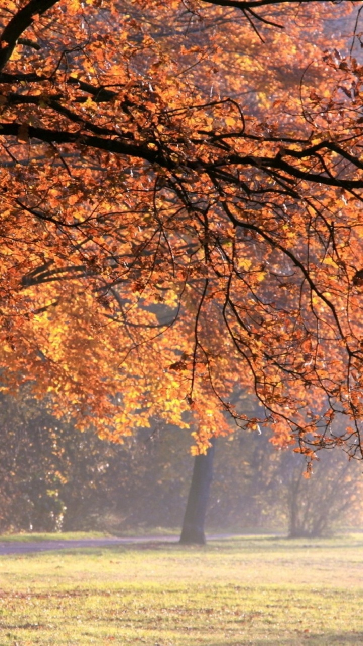 Обои дерево, лист, природа, ветвь, листопадные в разрешении 720x1280