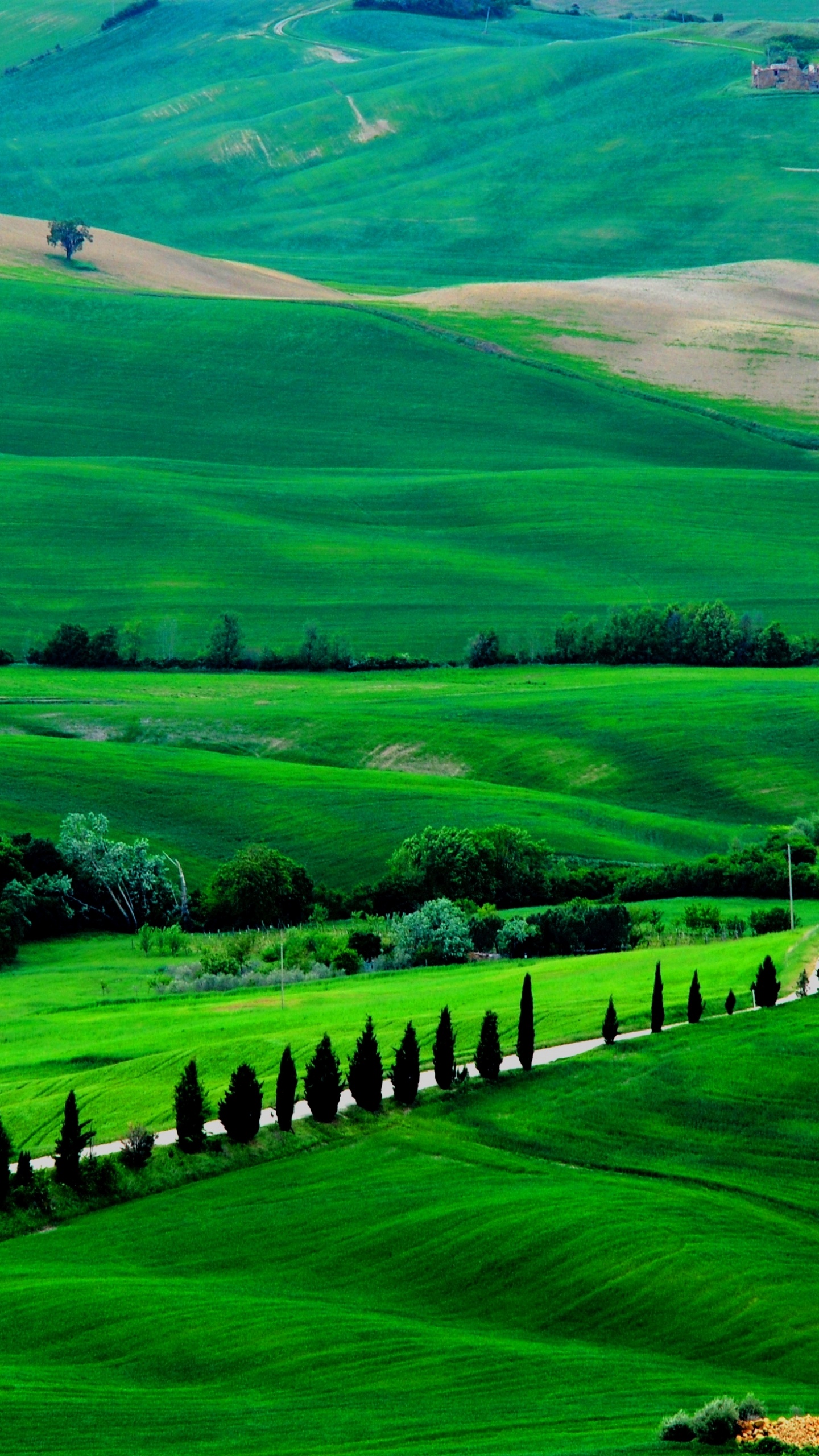 Обои пейзаж, зеленый, сенокосное угодье, природа, выгон в разрешении 1440x2560