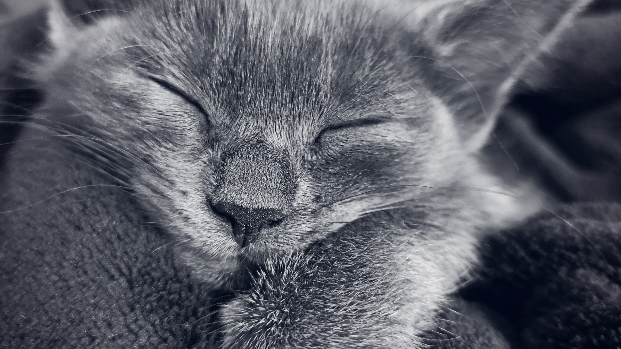 Обои кот, кошачьих, кошки малого и среднего размера, ухо, серый цвет в разрешении 2560x1440