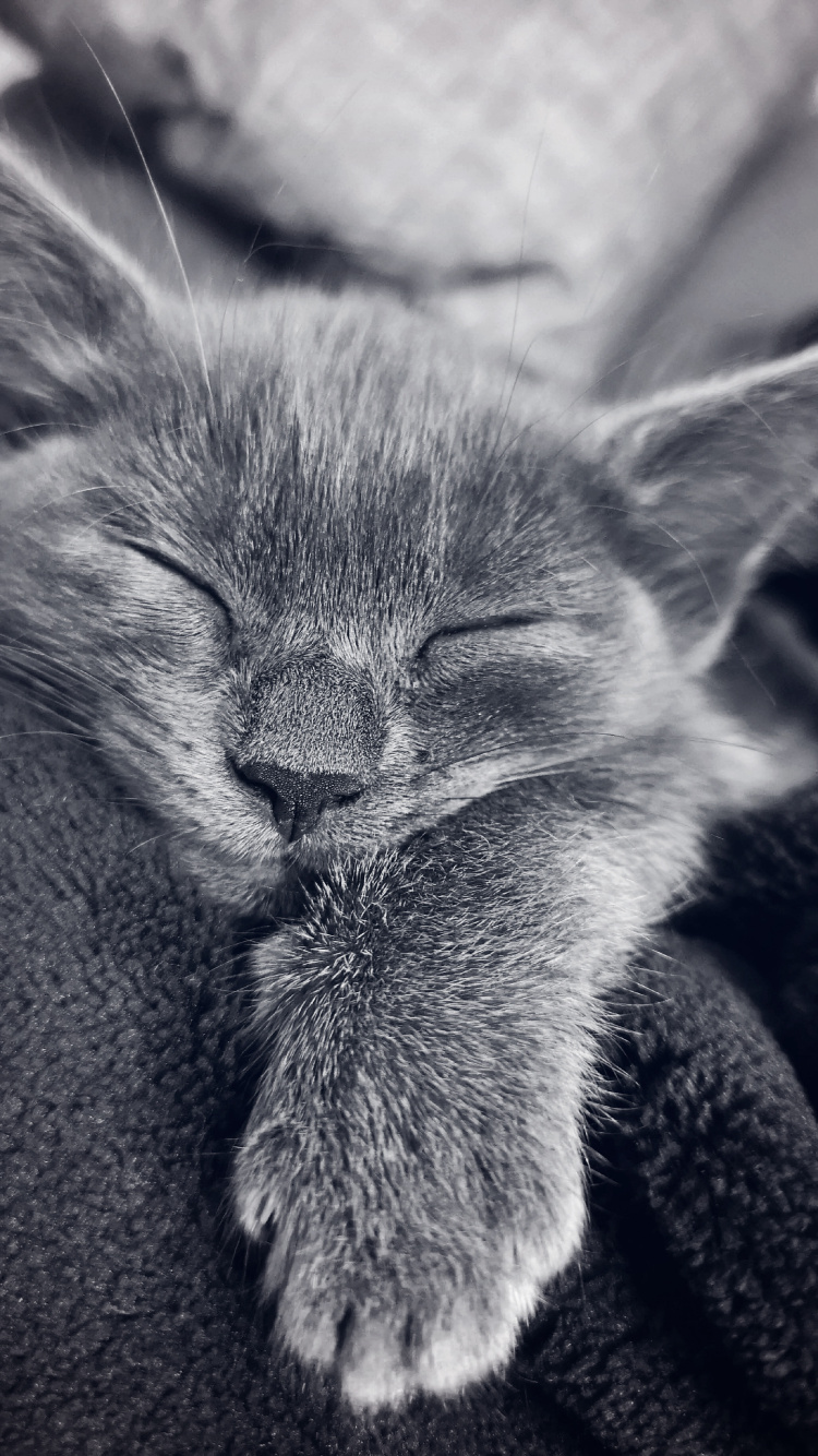 Обои кот, кошачьих, кошки малого и среднего размера, ухо, серый цвет в разрешении 750x1334