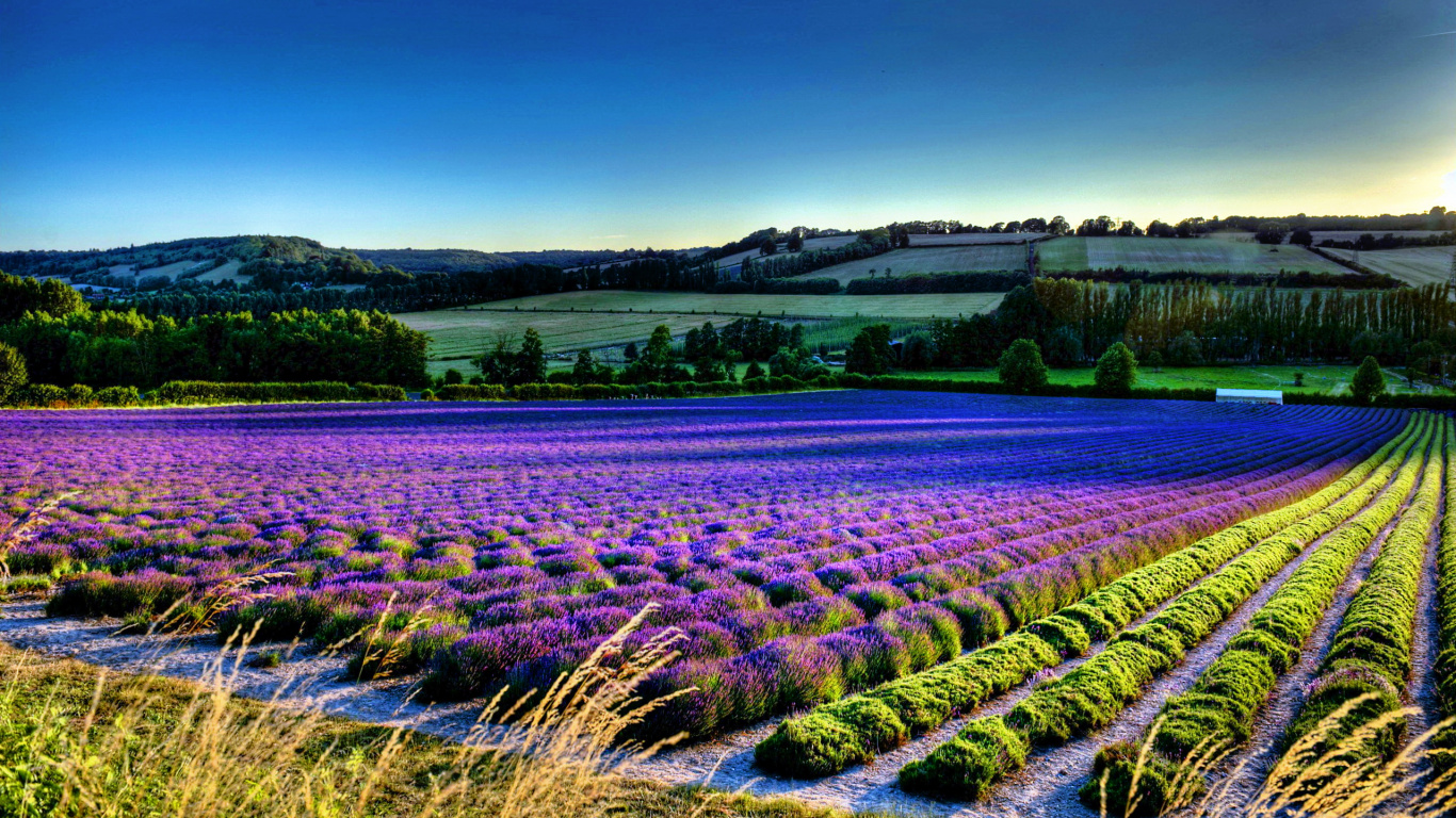 Обои цветок, лаванда, поле, английский лаванды, урожай в разрешении 1366x768