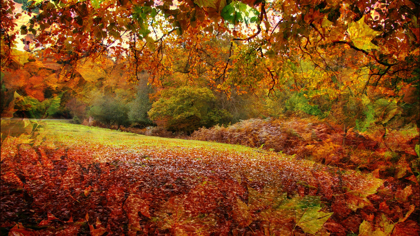 Обои Осень в Новой Англии, осень, природа, лист, листопадные в разрешении 1366x768