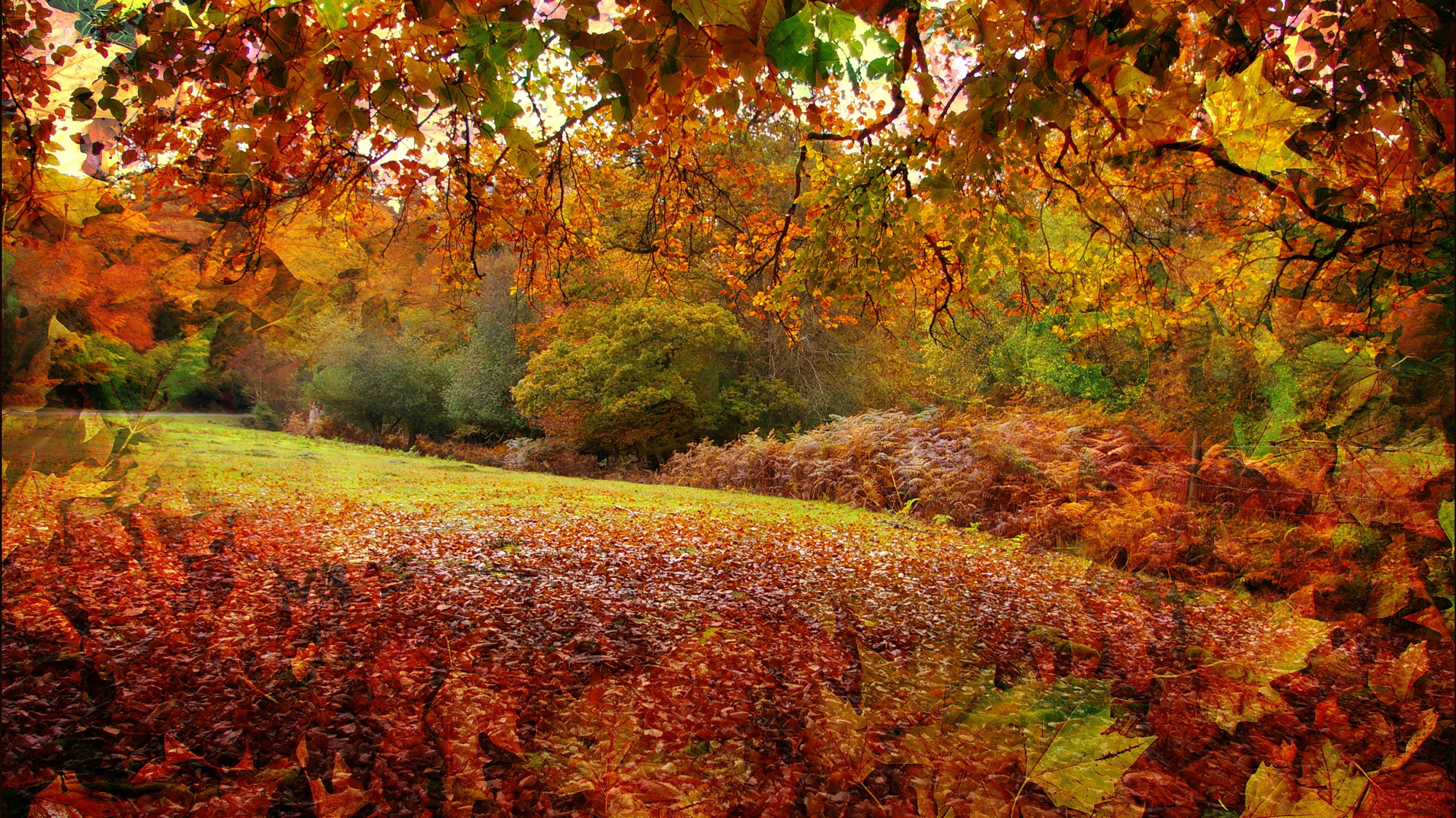 Обои Осень в Новой Англии, осень, природа, лист, листопадные в разрешении 2560x1440