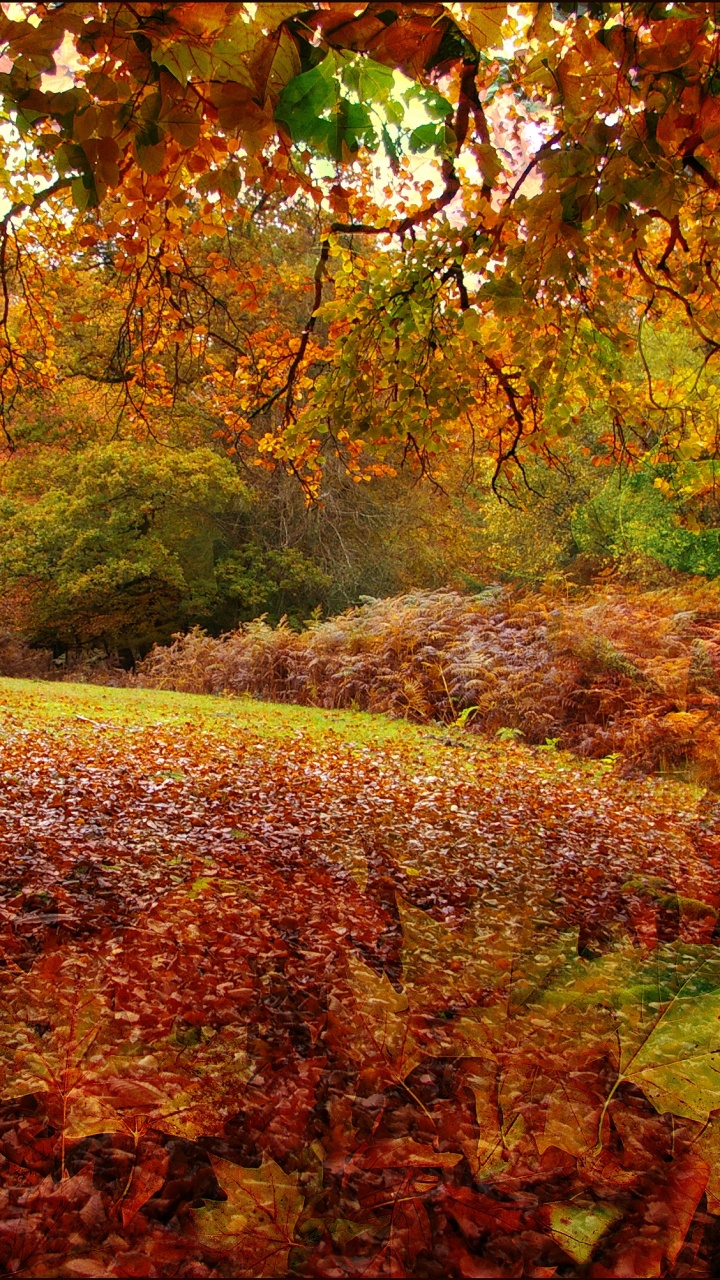 Обои Осень в Новой Англии, осень, природа, лист, листопадные в разрешении 720x1280