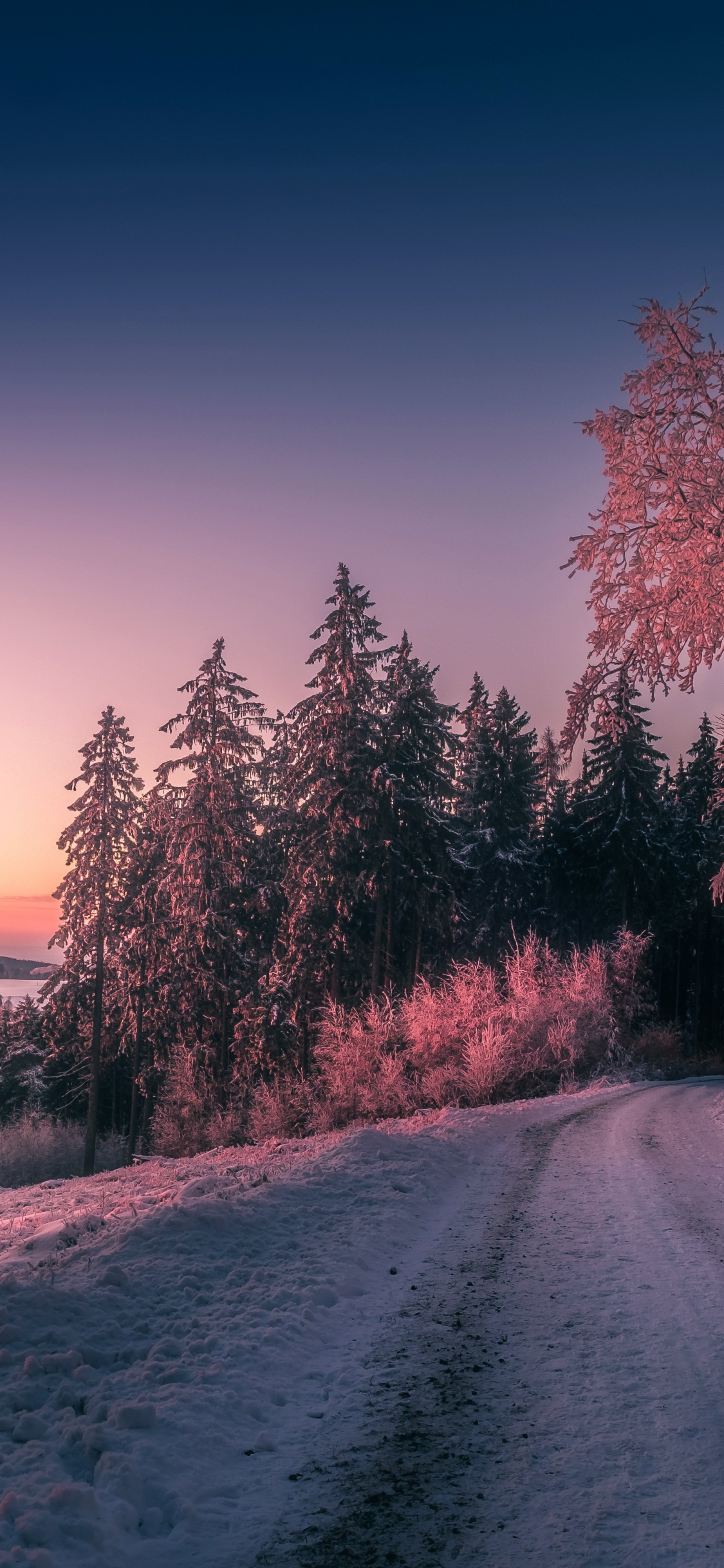 Обои дерево, зима, снег, замораживание, утро в разрешении 1125x2436
