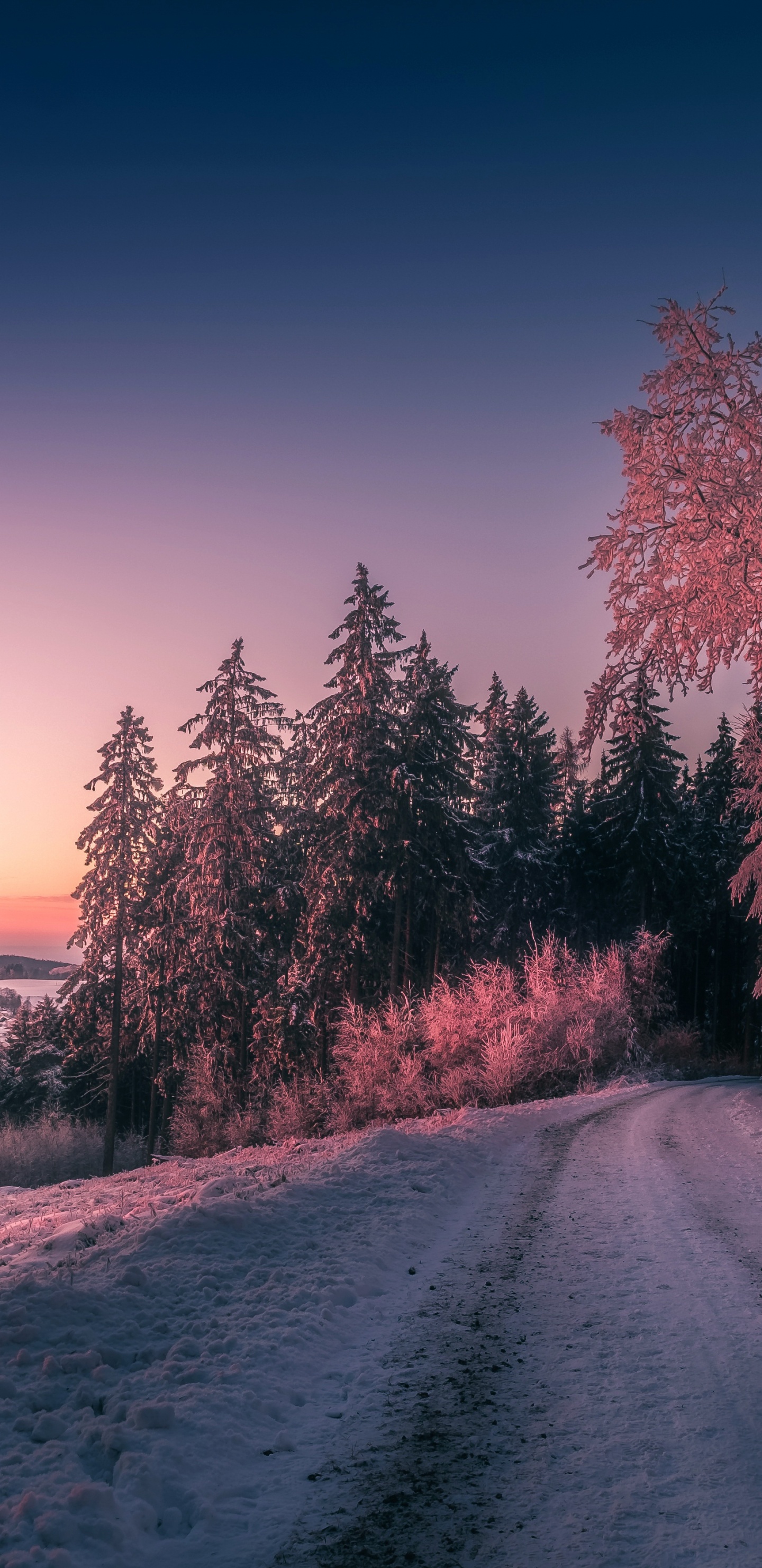 Обои дерево, зима, снег, замораживание, утро в разрешении 1440x2960