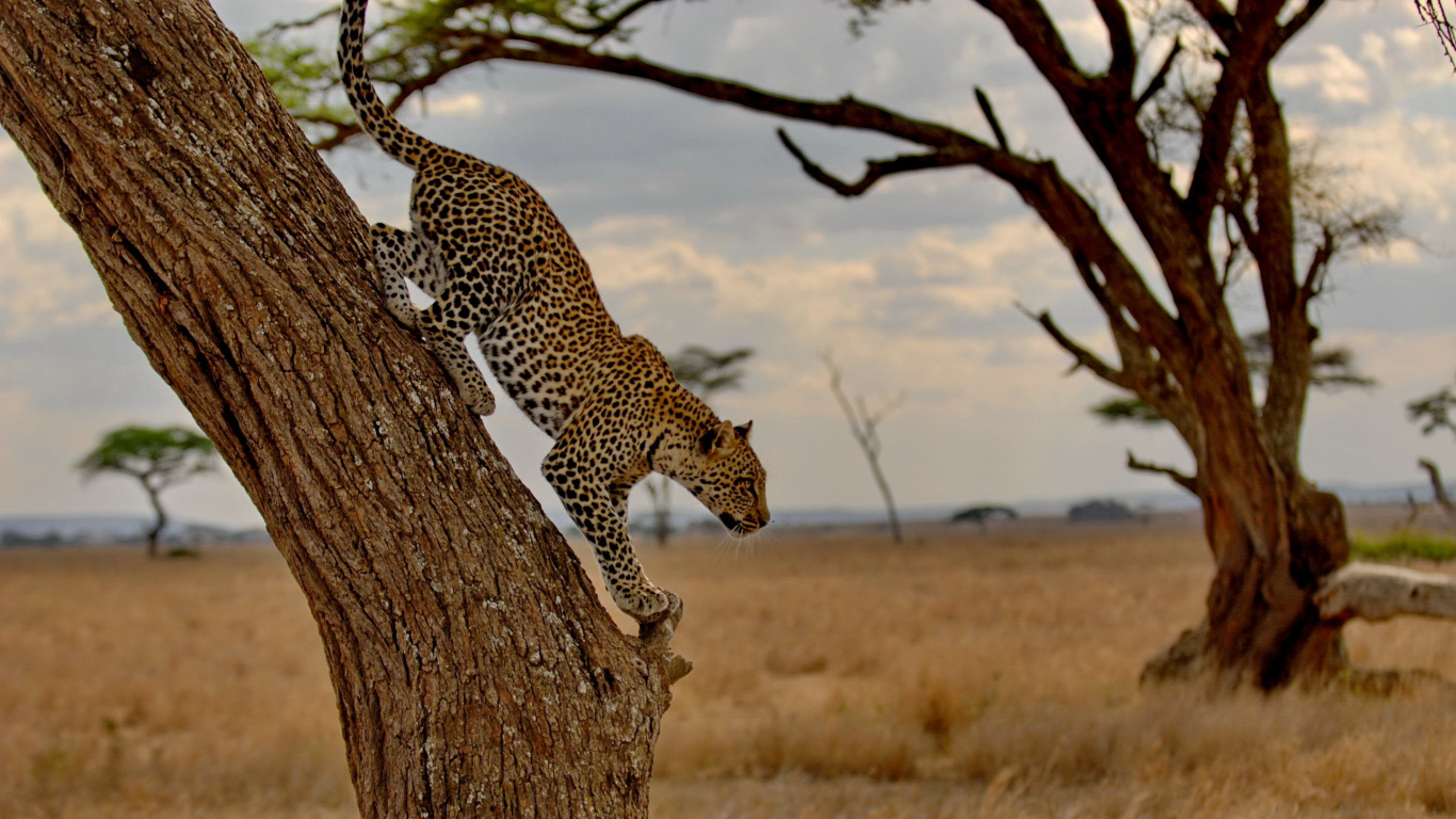 Обои национальный парк серенгети, масаи Мара, Лев, живая природа, сафари в разрешении 1366x768