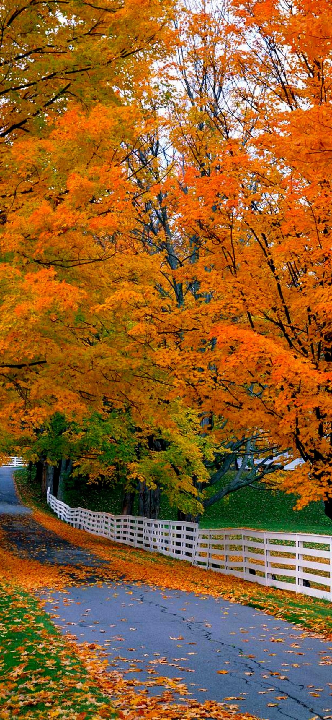 Обои дерево, лист, природа, осень, листопадные в разрешении 1125x2436