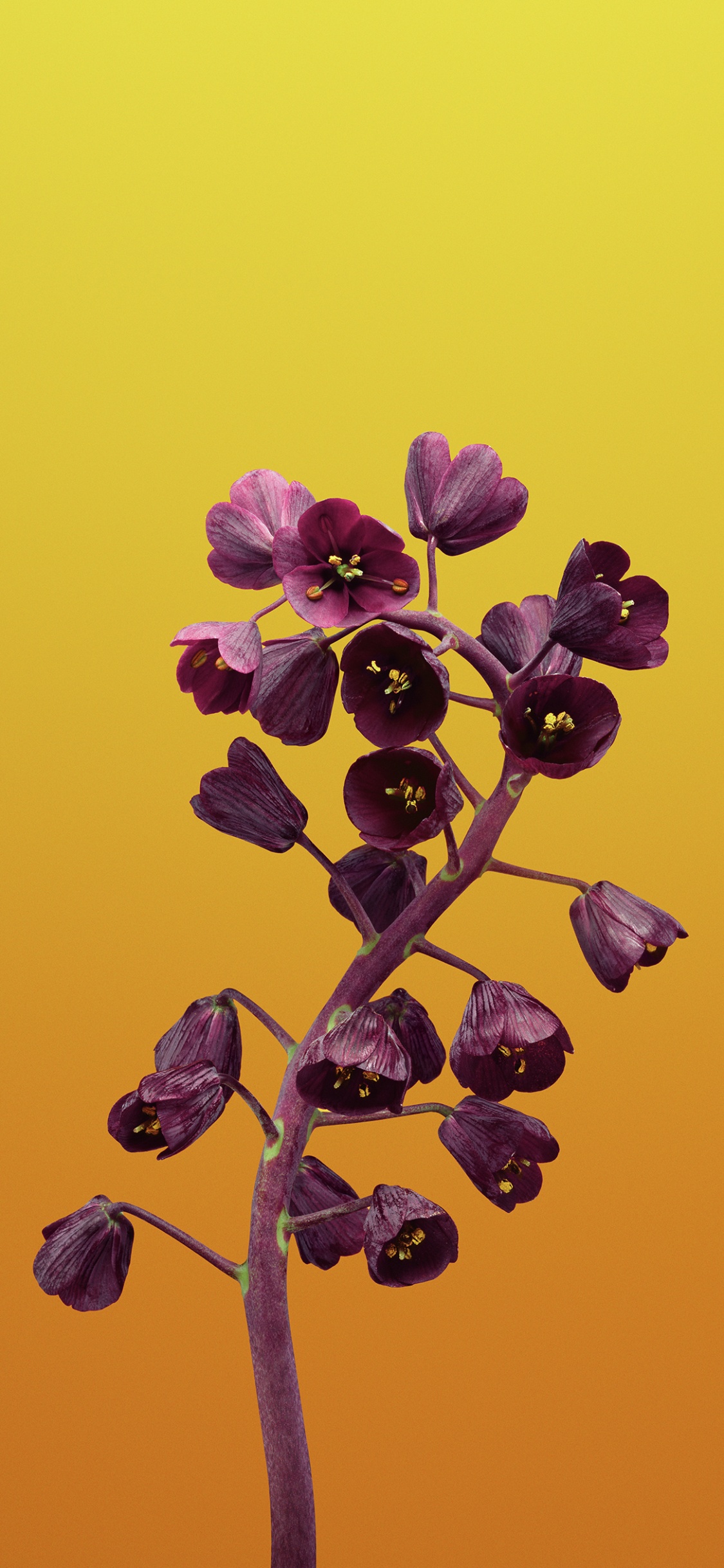 Обои iOS 11, ios, apple, цветок, растение в разрешении 1125x2436