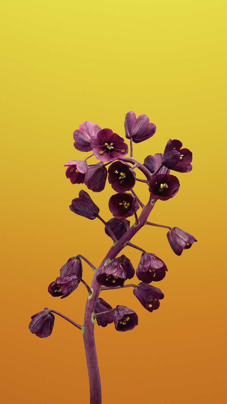 Обои iOS 11, ios, apple, цветок, растение в разрешении 750x1334