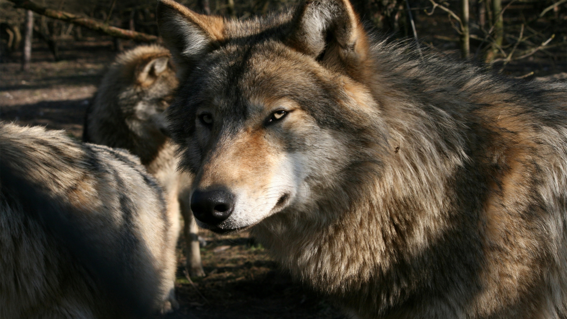 Обои живая природа, животное, дикая в разрешении 1920x1080