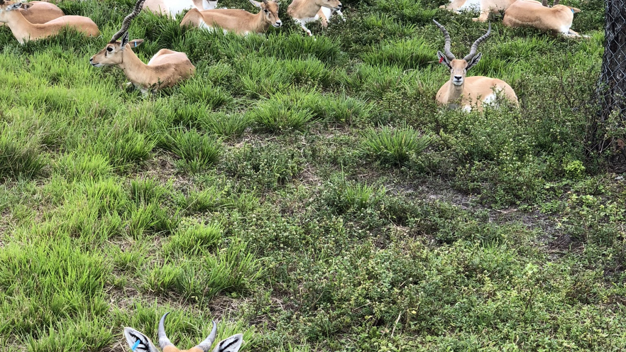 Обои живая природа, олень, наземные животные, антилопа, почвопокровная в разрешении 1280x720