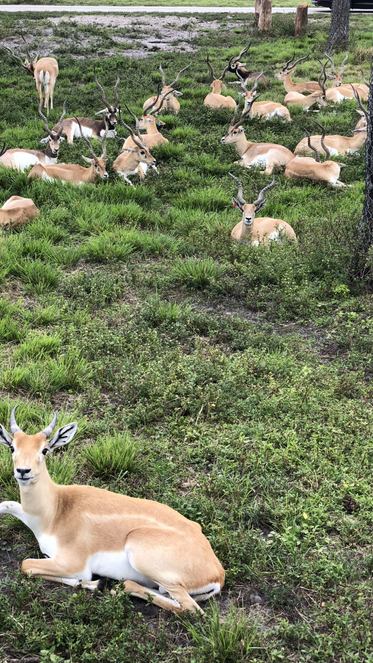 Обои живая природа, олень, наземные животные, антилопа, почвопокровная в разрешении 750x1334