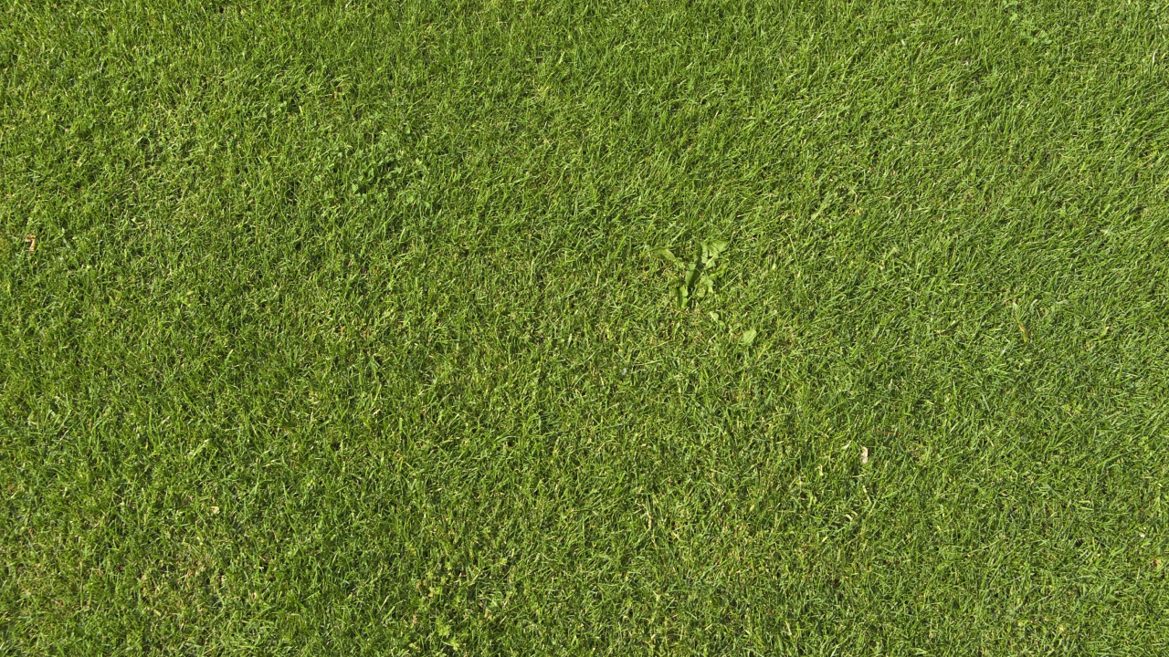 Обои газон, текстура, зеленый, искусственное покрытие, растение в разрешении 1280x720