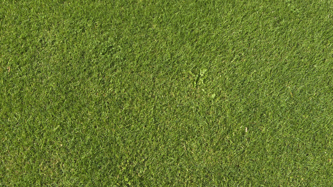 Обои газон, текстура, зеленый, искусственное покрытие, растение в разрешении 1366x768