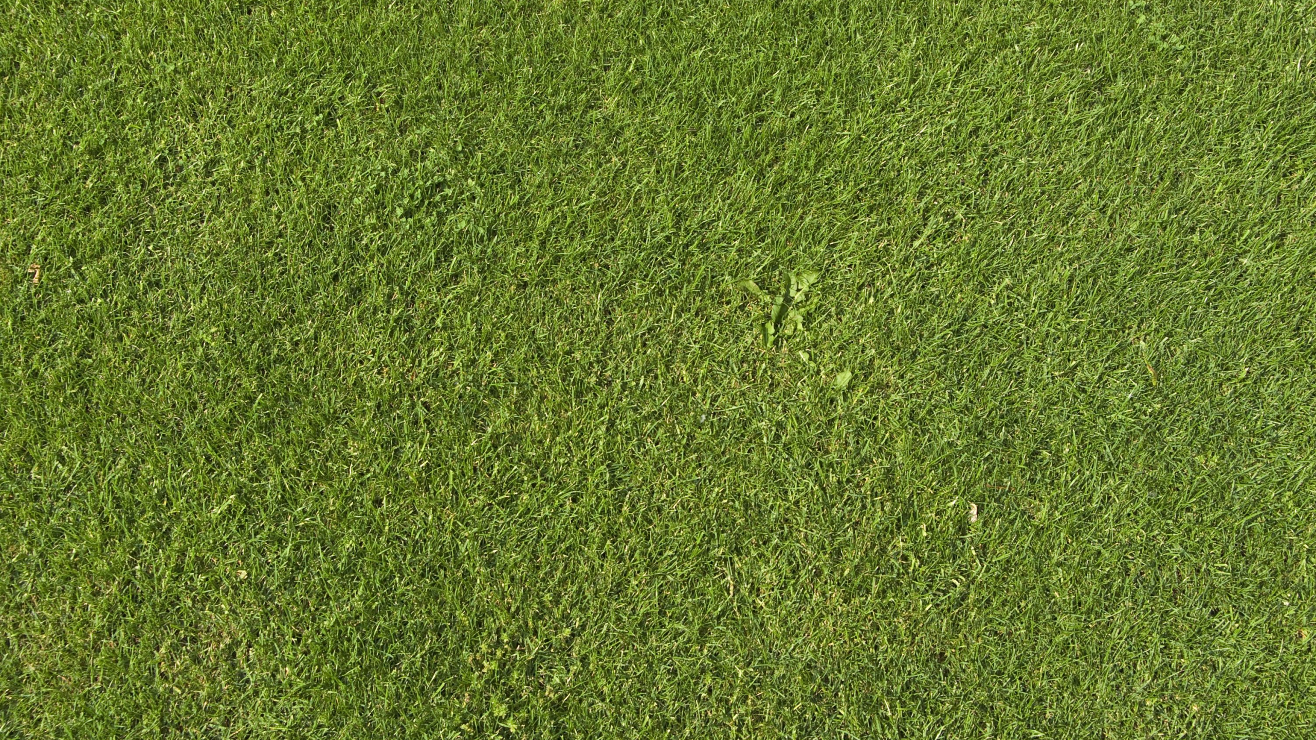 Обои газон, текстура, зеленый, искусственное покрытие, растение в разрешении 2560x1440