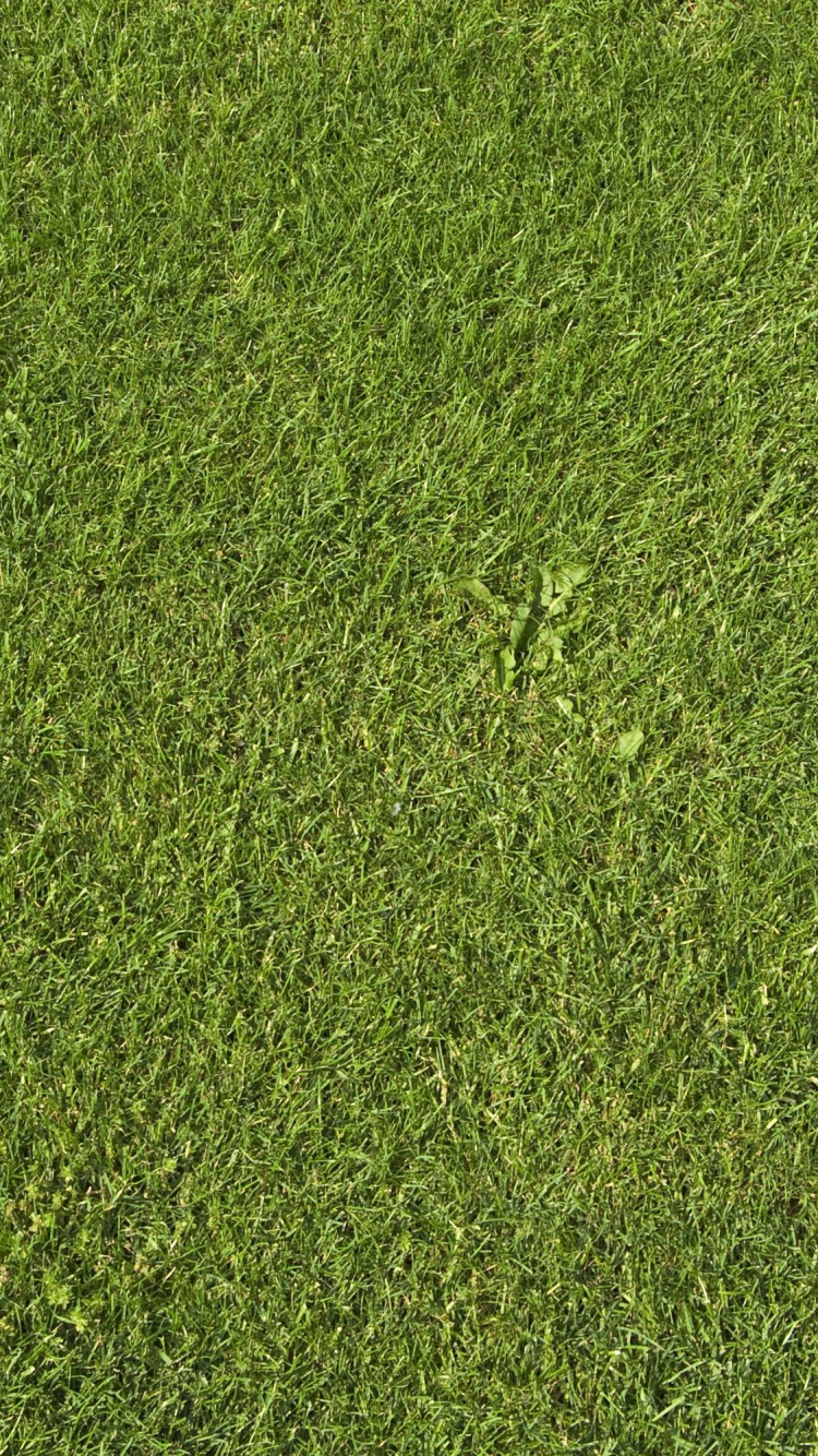Обои газон, текстура, зеленый, искусственное покрытие, растение в разрешении 750x1334