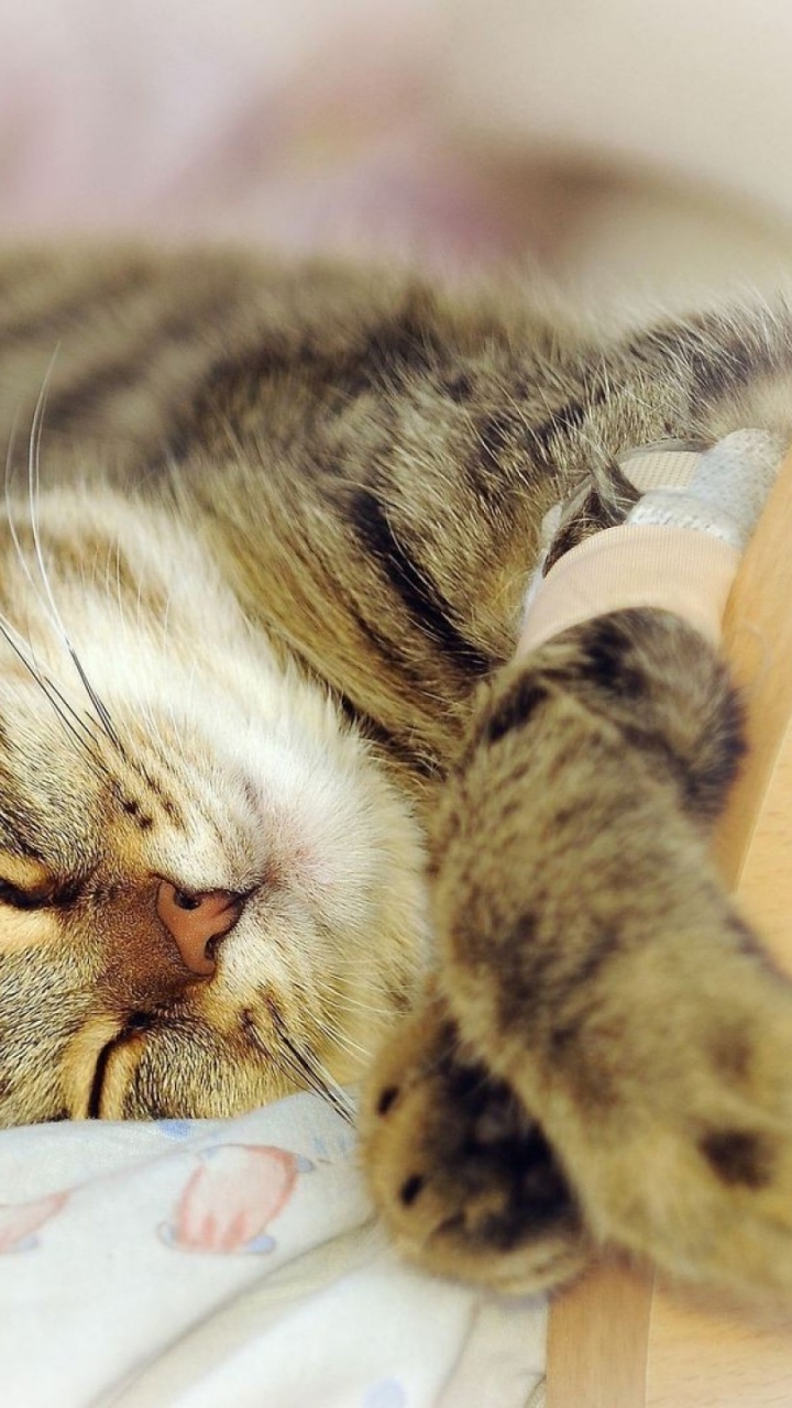 Обои кот, полосатый кот, кошачьих, ли дракон, мех в разрешении 720x1280