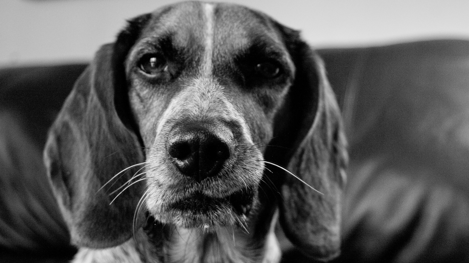 Обои черный и белый, собака породы, морда, нос, черно белый в разрешении 1920x1080