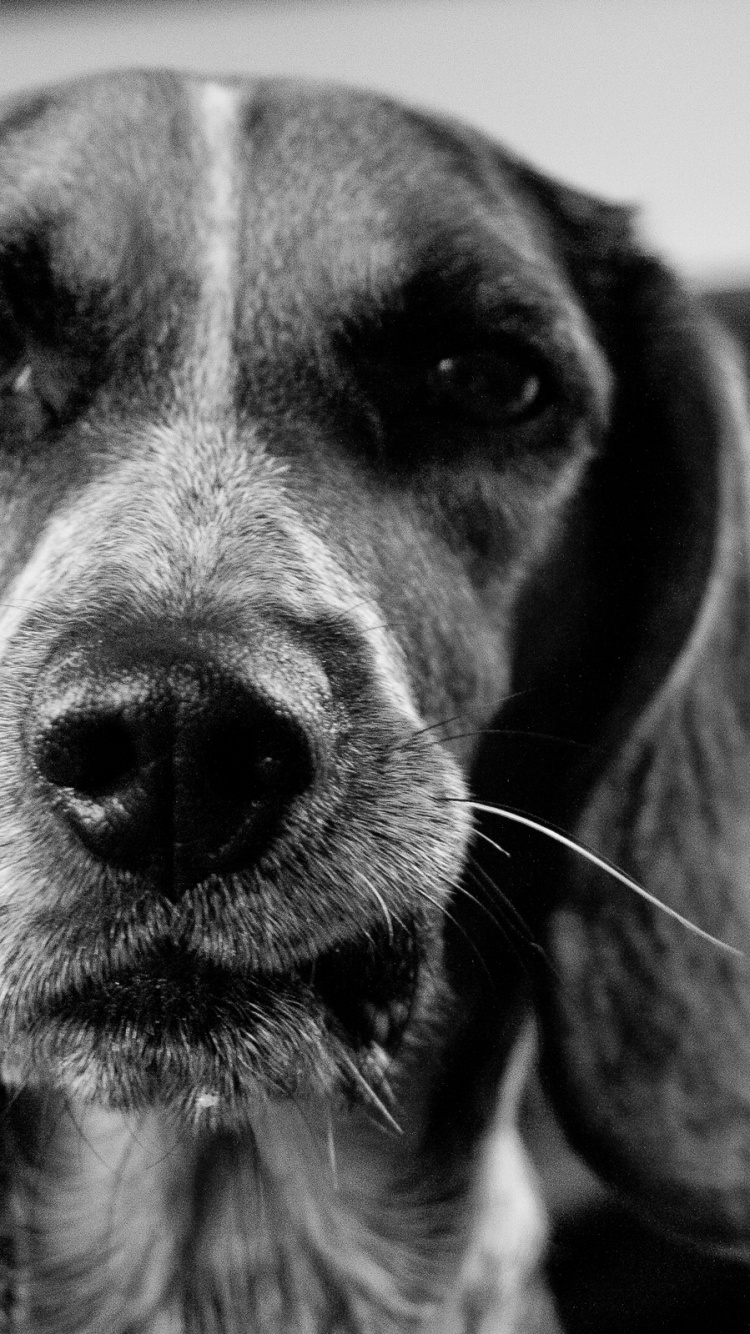 Обои черный и белый, собака породы, морда, нос, черно белый в разрешении 750x1334