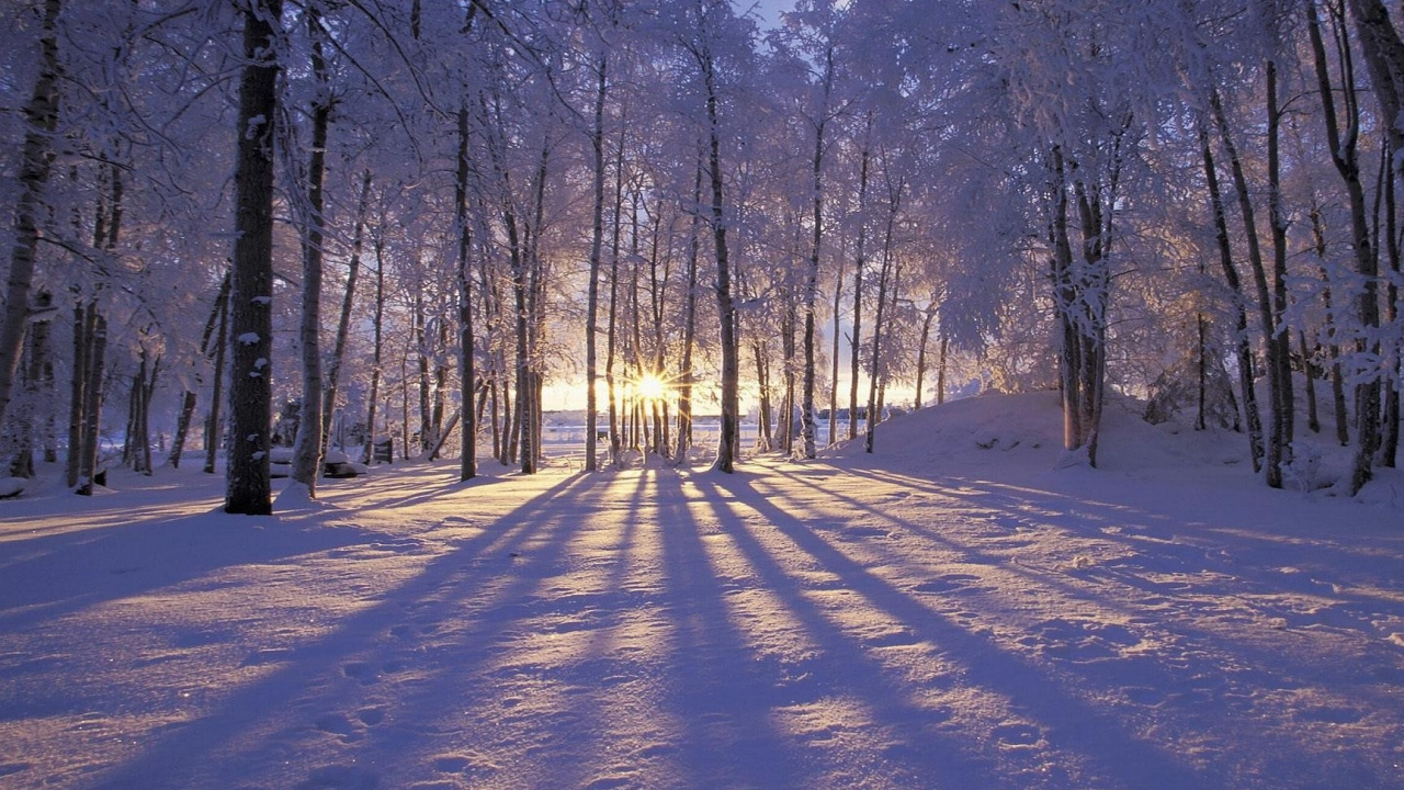 Обои зима, снег, дерево, природа, лес в разрешении 1280x720