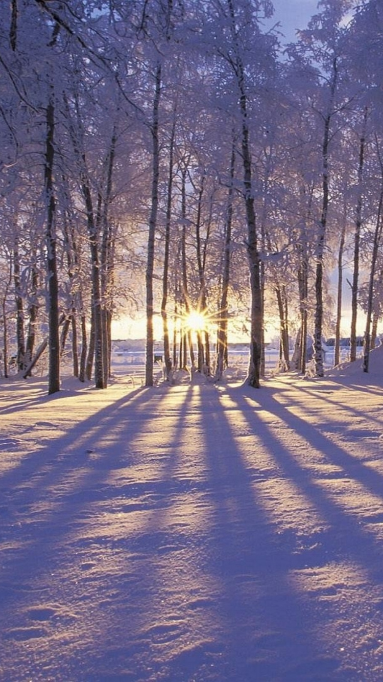 Обои зима, снег, дерево, природа, лес в разрешении 750x1334