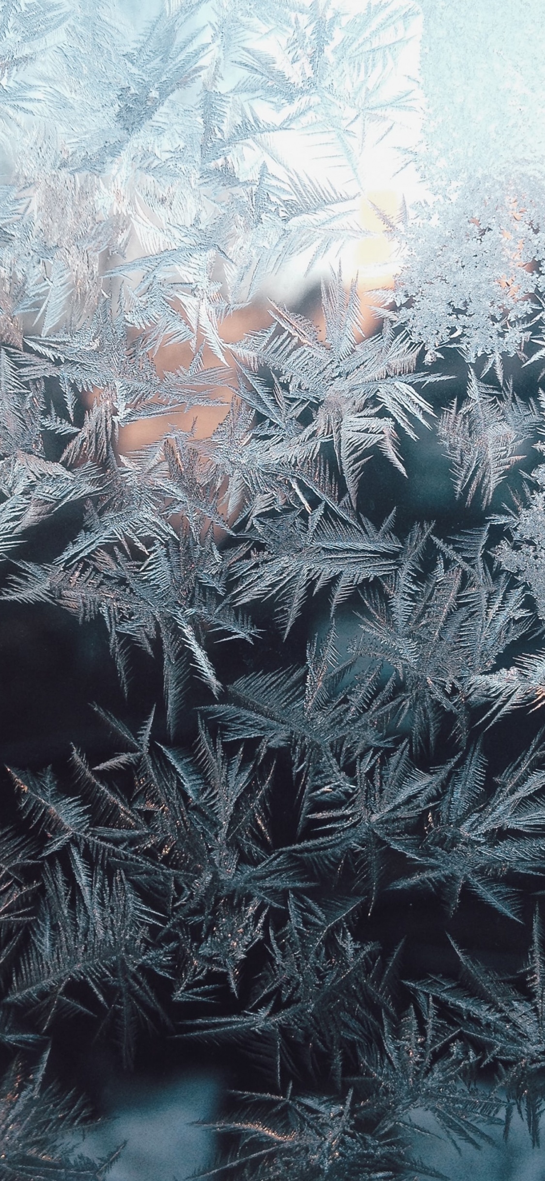 Обои растение, прут, наземное растение, замораживание, дерево в разрешении 1125x2436