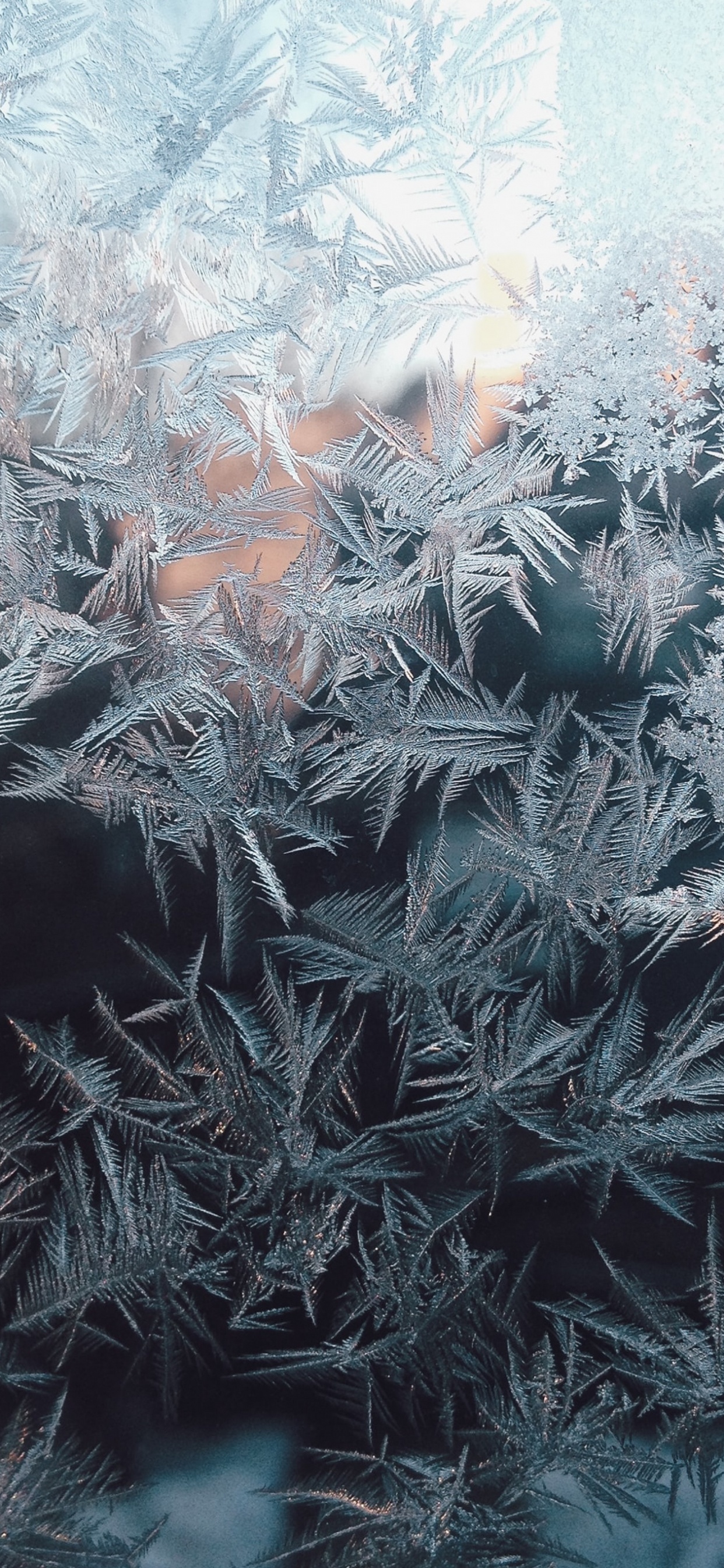 Обои растение, прут, наземное растение, замораживание, дерево в разрешении 1242x2688