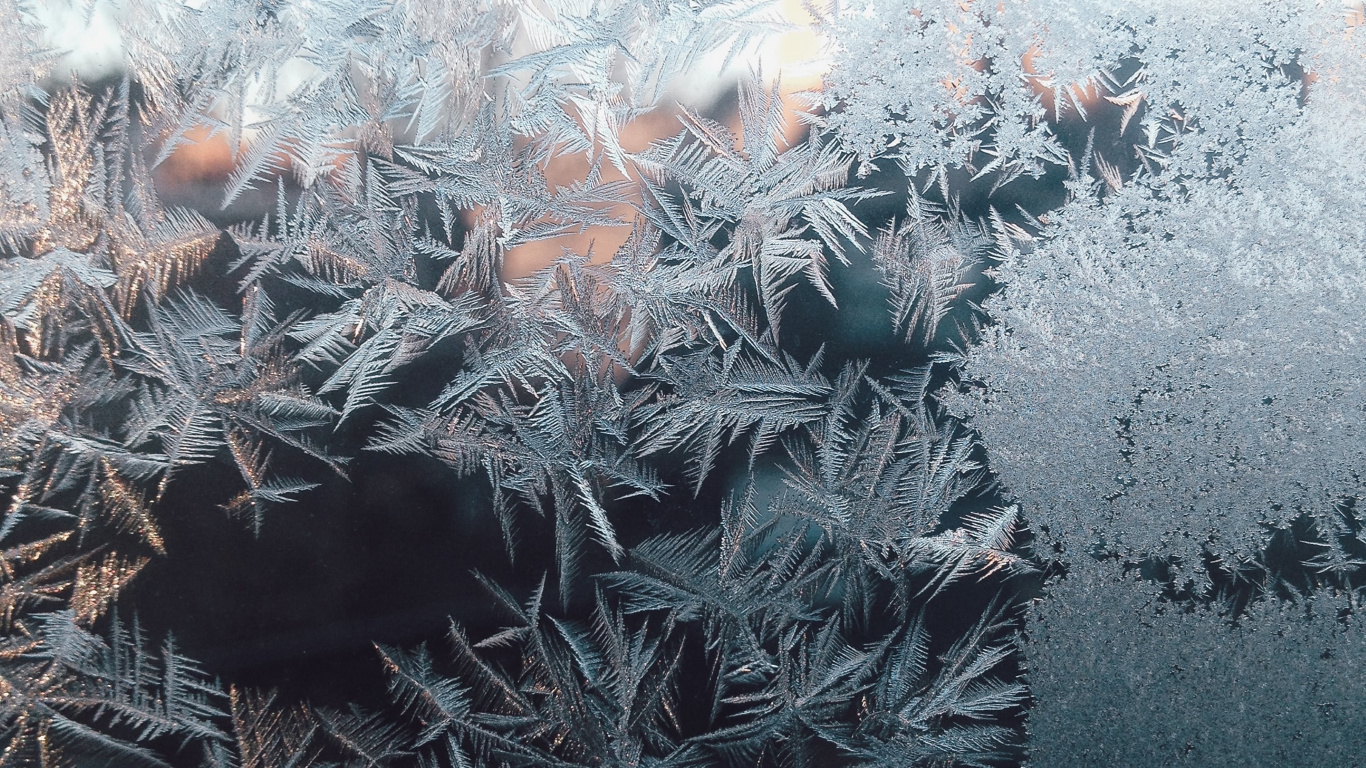 Обои растение, прут, наземное растение, замораживание, дерево в разрешении 1366x768