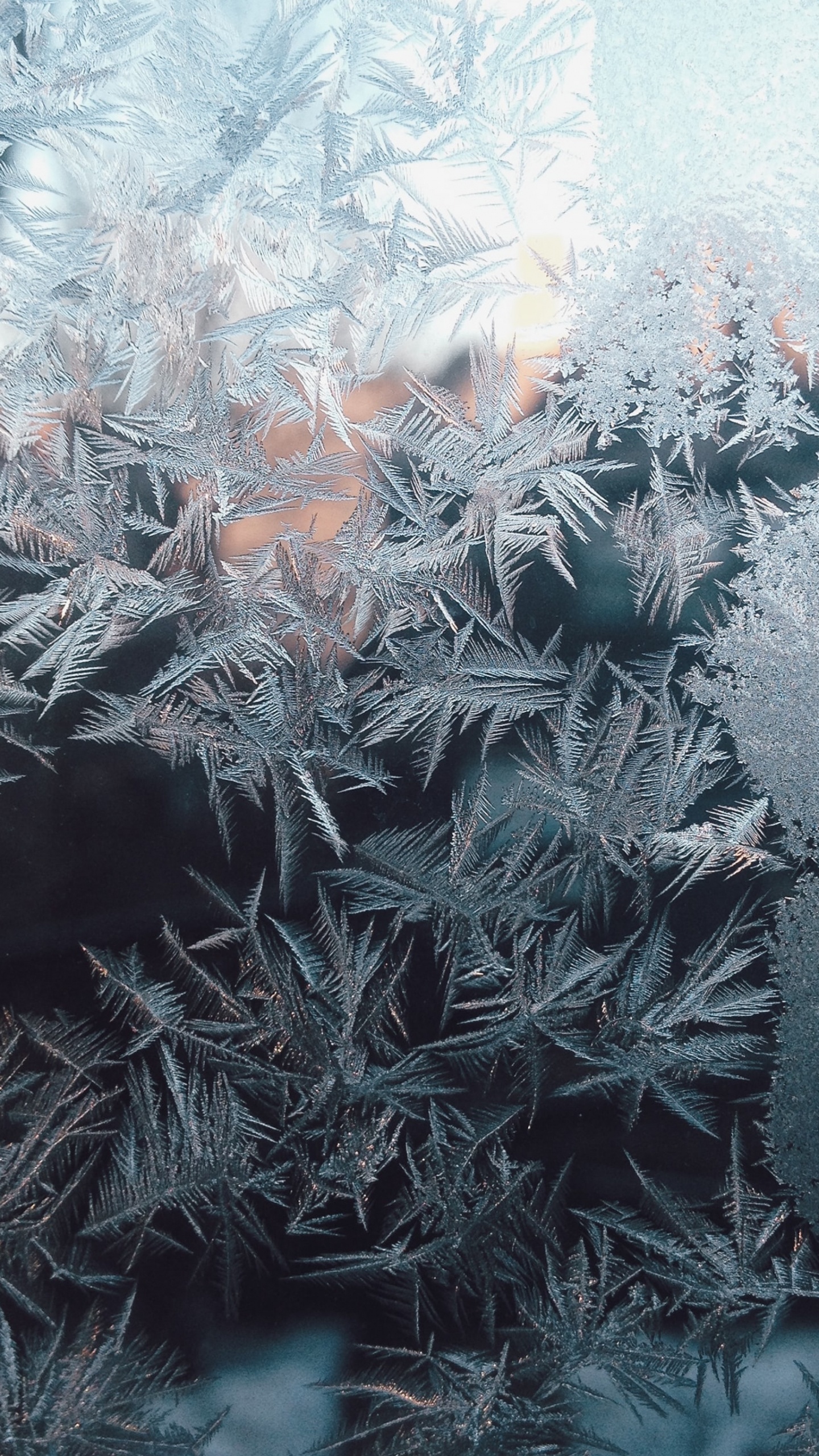 Обои растение, прут, наземное растение, замораживание, дерево в разрешении 1440x2560