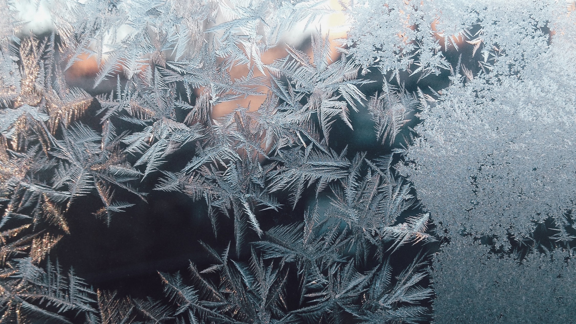 Обои растение, прут, наземное растение, замораживание, дерево в разрешении 1920x1080