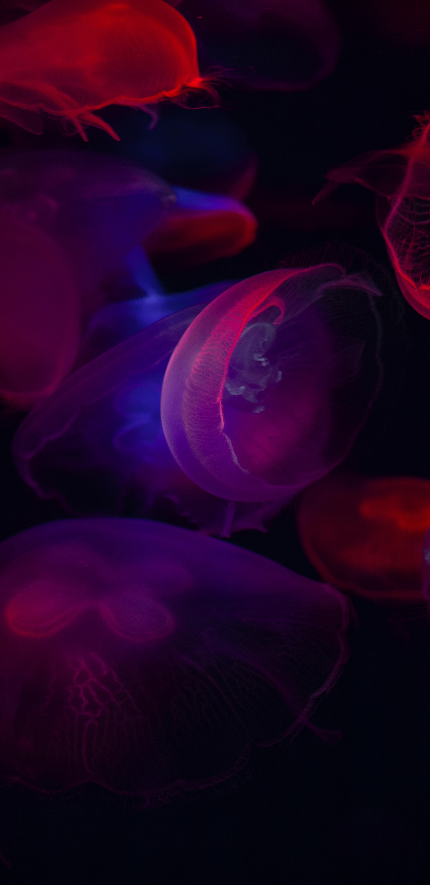 Обои пурпур, цвет, вода, Литий-Фиолетовый, Медуза в разрешении 1440x2960