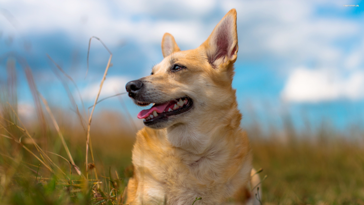 Обои пес, щенок, собака породы, норвежский бухунд, каролинская собака в разрешении 1280x720