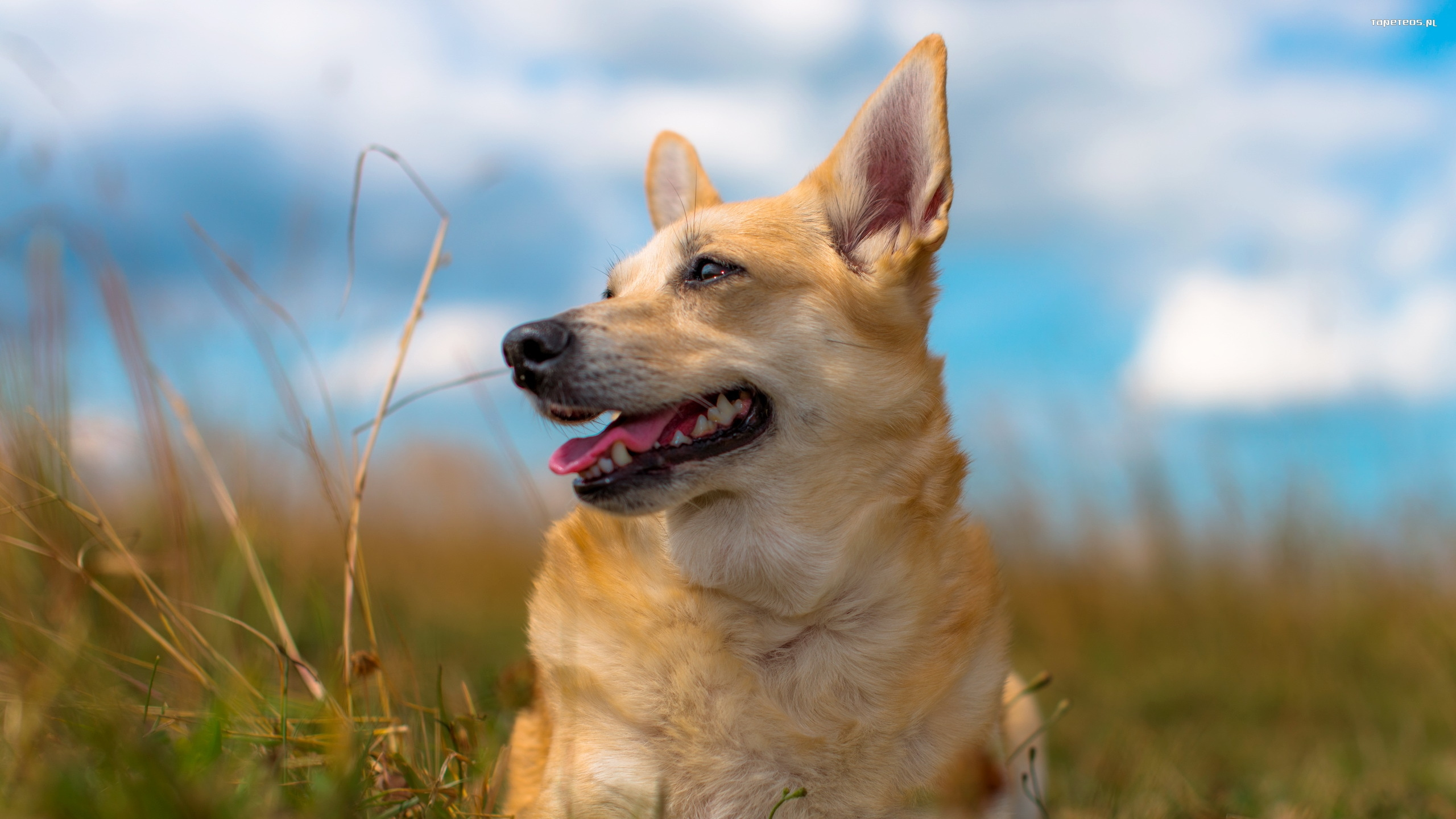 Обои пес, щенок, собака породы, норвежский бухунд, каролинская собака в разрешении 2560x1440