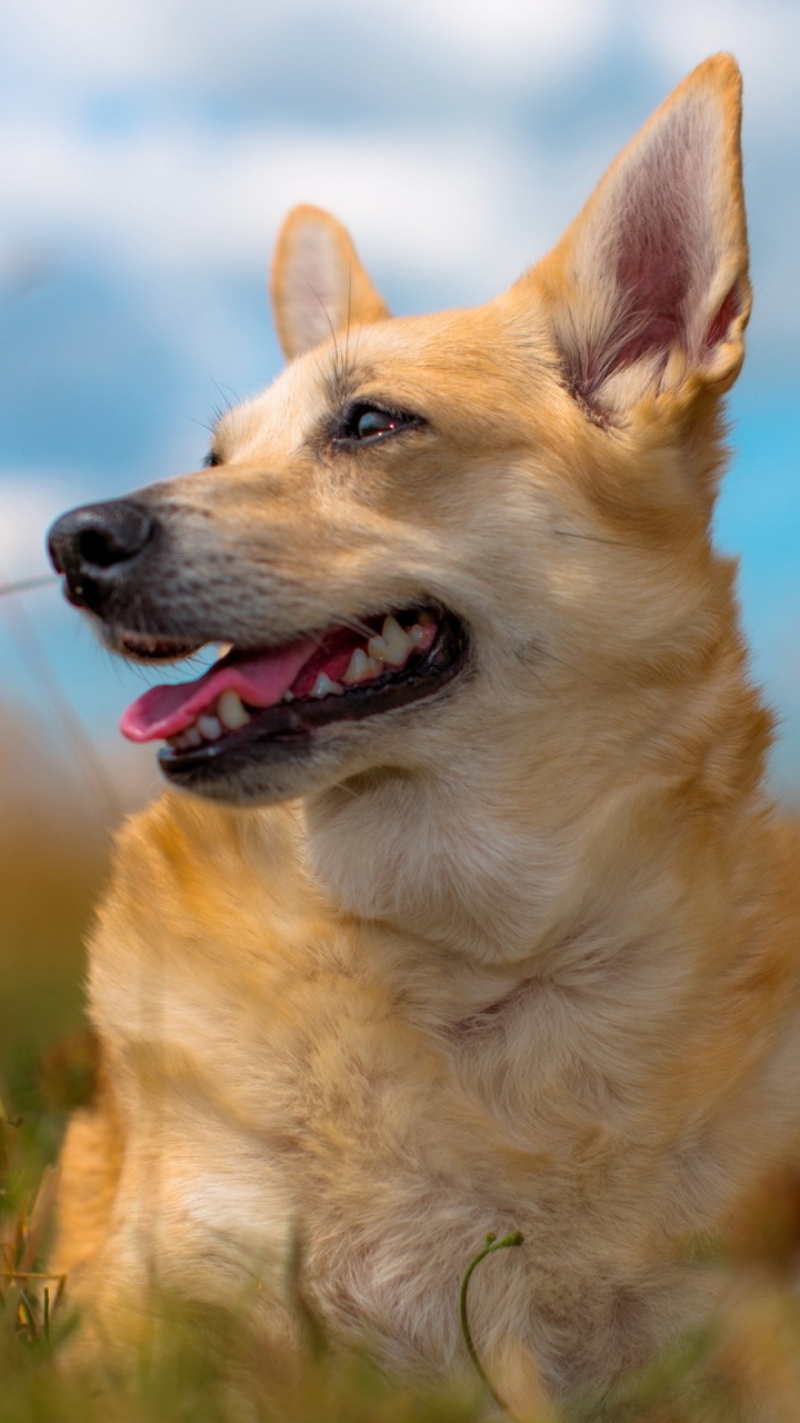 Обои пес, щенок, собака породы, норвежский бухунд, каролинская собака в разрешении 720x1280