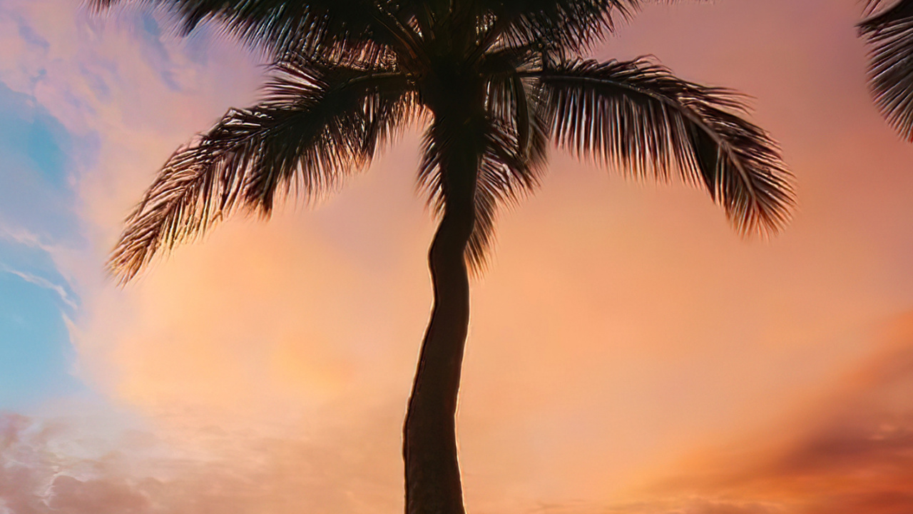 Обои облако, атмосфера, дневное время, свет, растение в разрешении 1280x720