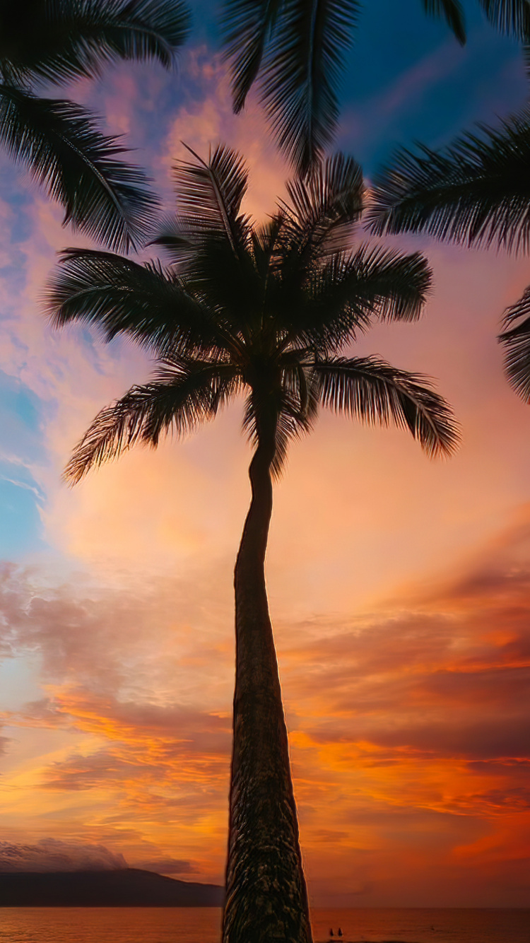 Обои облако, атмосфера, дневное время, свет, растение в разрешении 750x1334