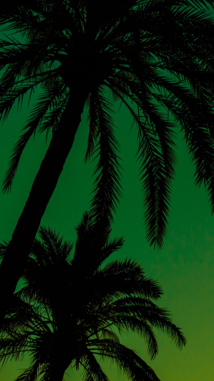 Обои зеленый, дерево, природа, Пальма, ночь в разрешении 720x1280