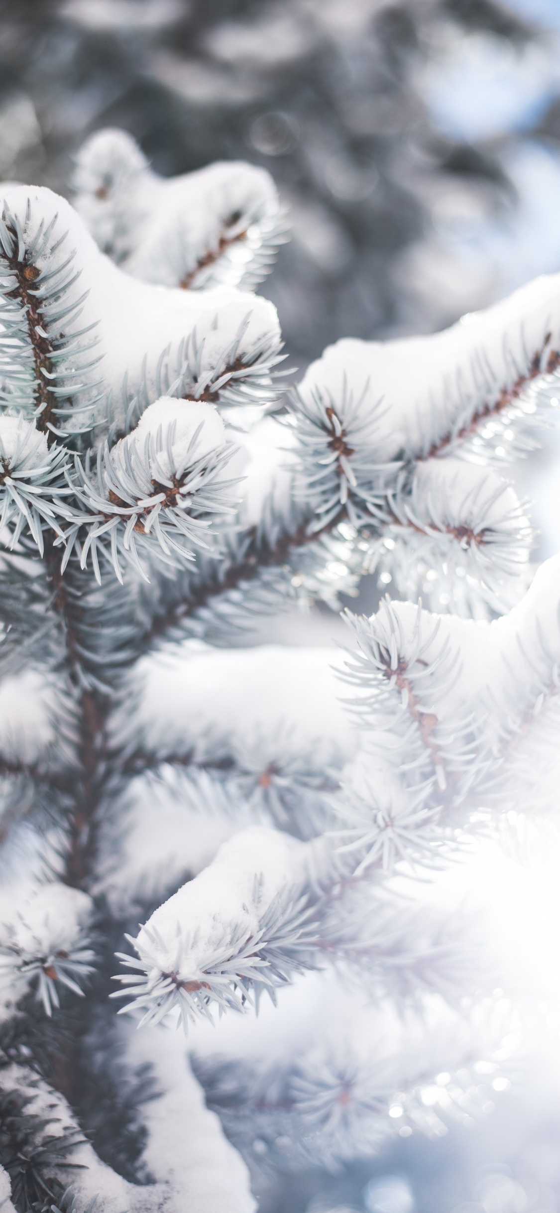 Обои дерево, ветвь, Колорадо-ель, зима, мороз в разрешении 1125x2436