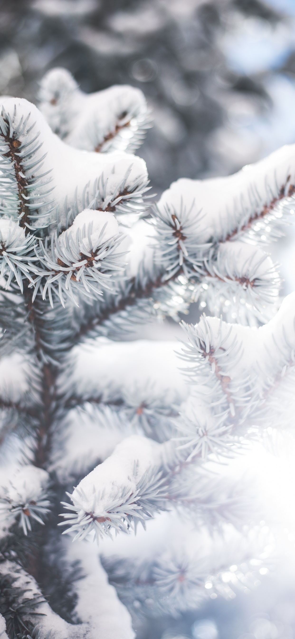 Обои дерево, ветвь, Колорадо-ель, зима, мороз в разрешении 1242x2688