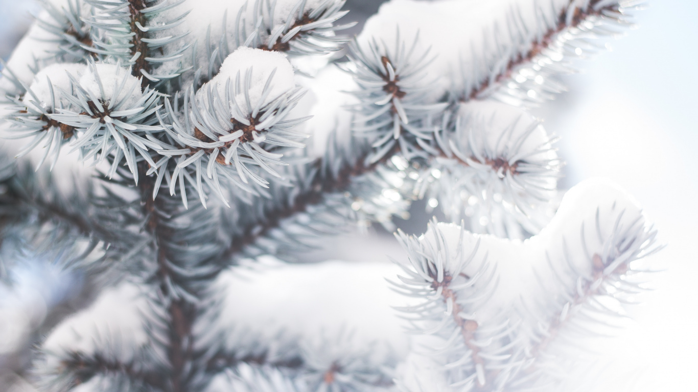Обои дерево, ветвь, Колорадо-ель, зима, мороз в разрешении 1366x768