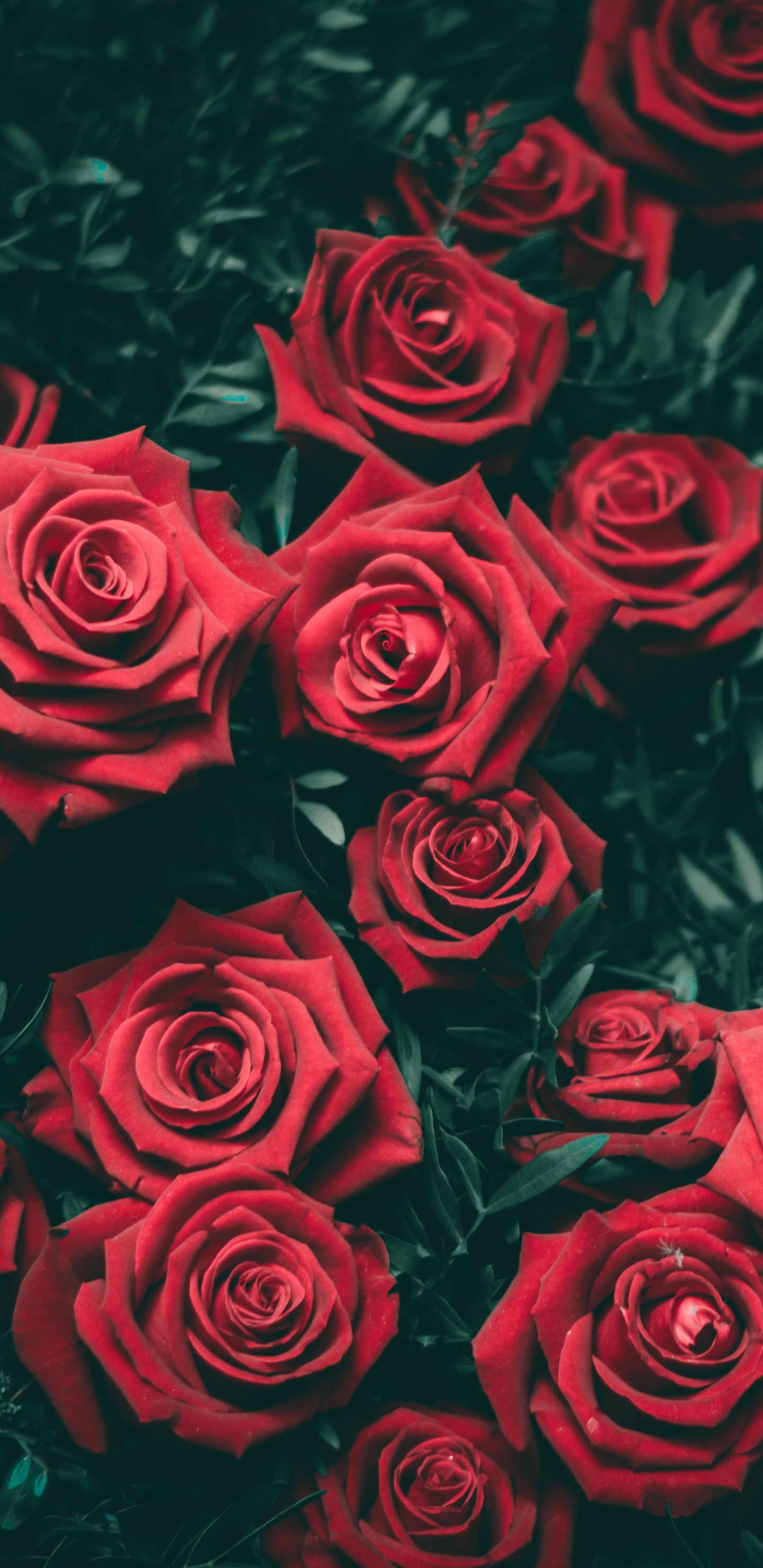 Обои цветок, растение, лепесток, лист, природа в разрешении 1440x2960