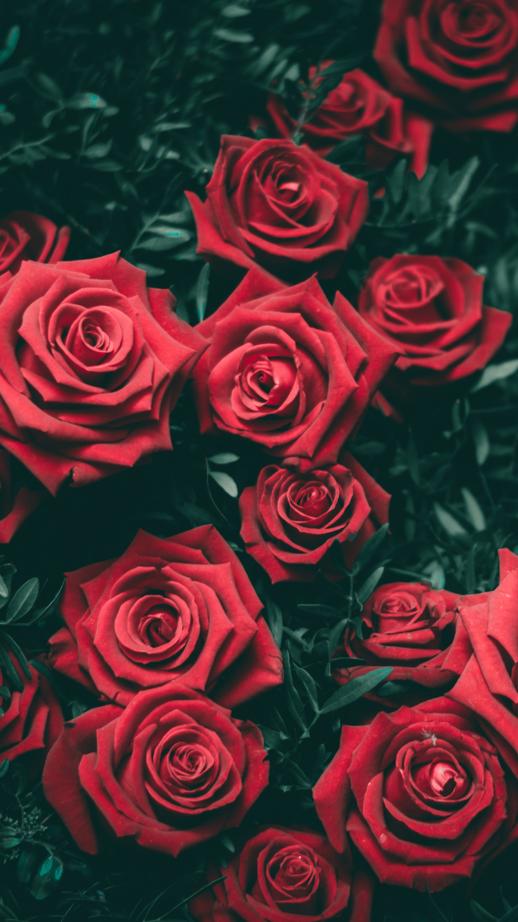 Обои цветок, растение, лепесток, лист, природа в разрешении 750x1334