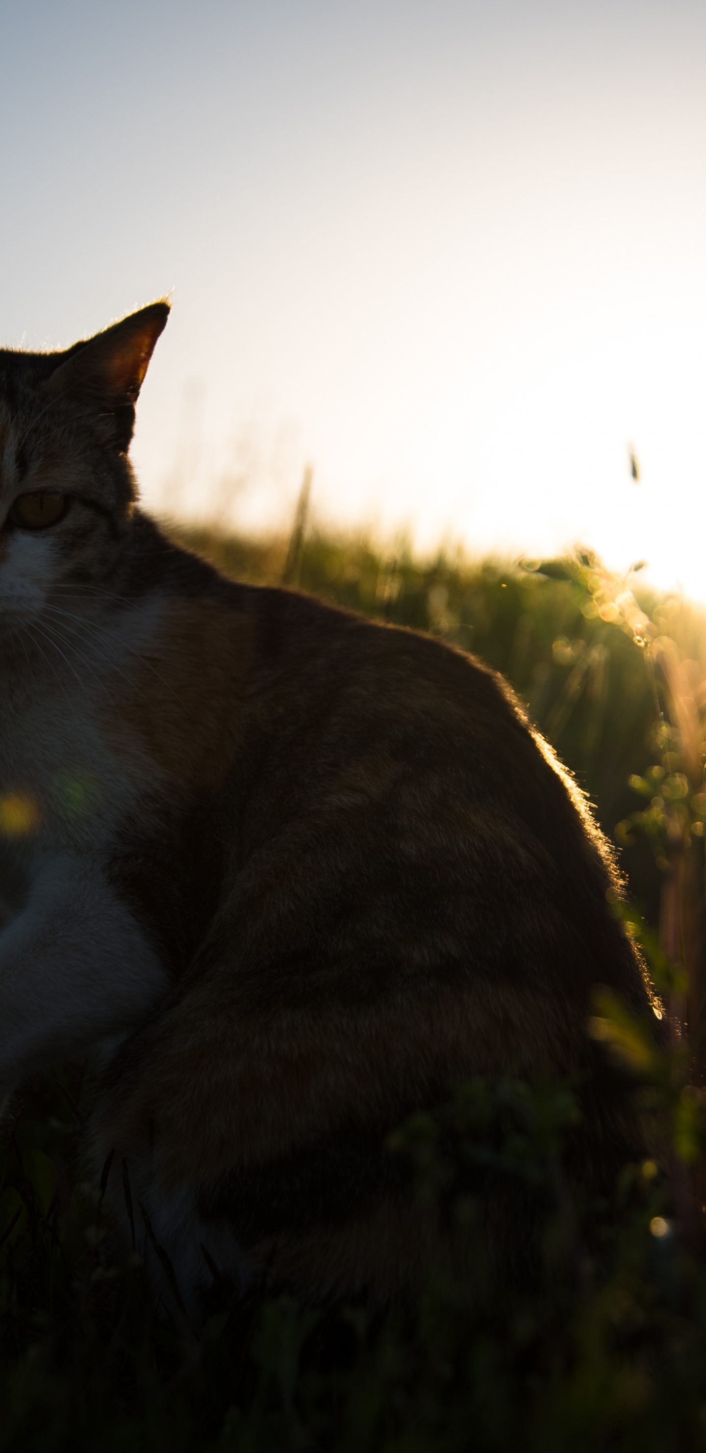 Обои утро, кот, трава, кошачьих, кошки малого и среднего размера в разрешении 1440x2960