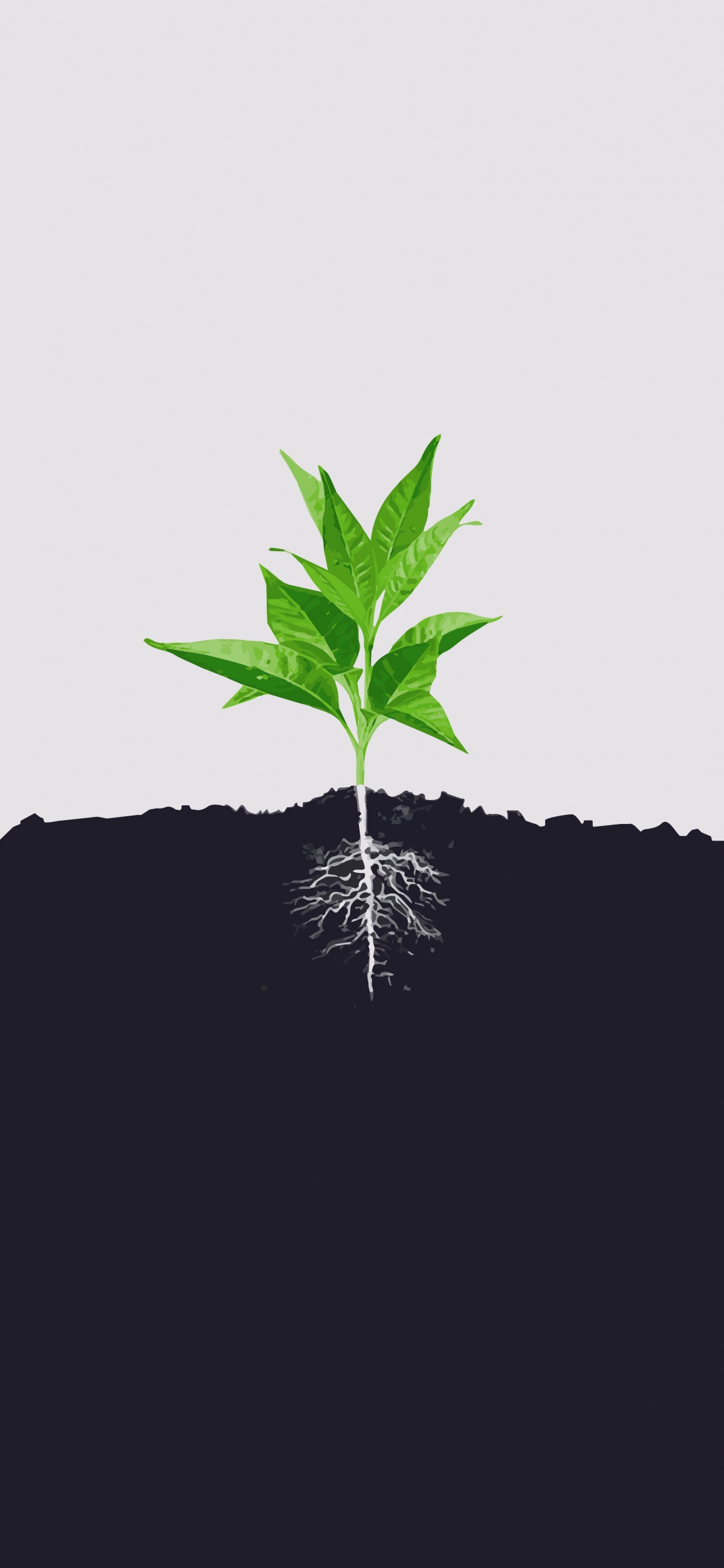 Обои минимализм, лист, корень, почва, стебель растения в разрешении 1125x2436