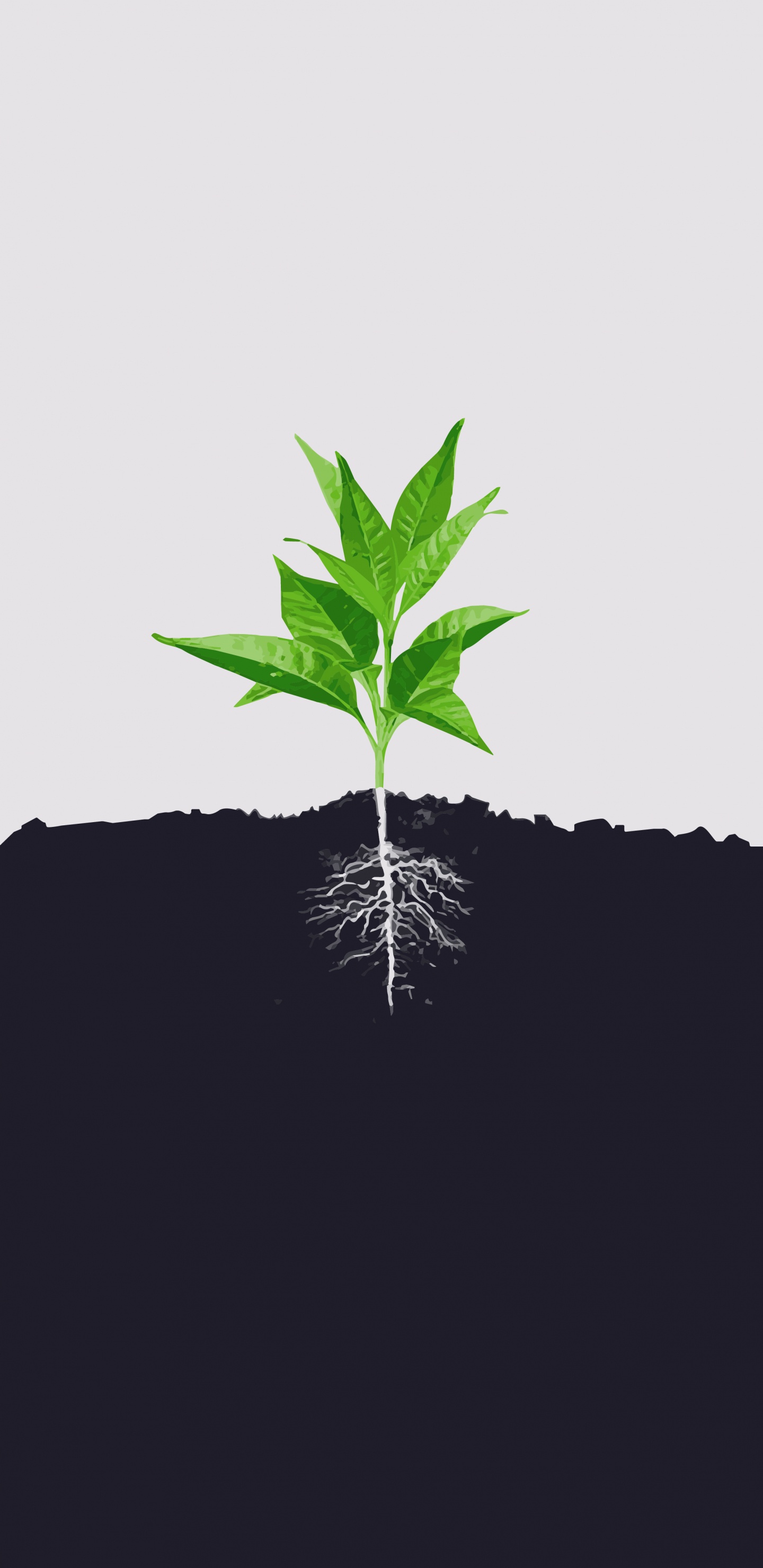 Обои минимализм, лист, корень, почва, стебель растения в разрешении 1440x2960