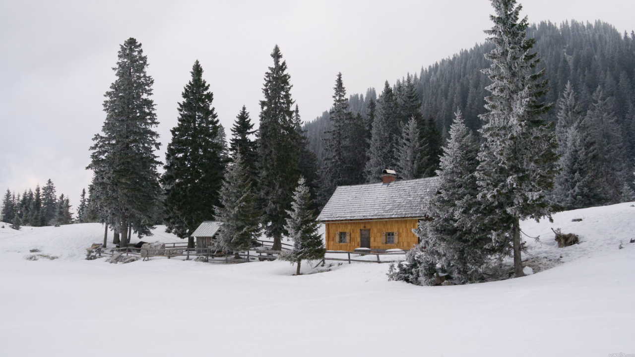 Обои снег, зима, дерево, замораживание, лесопитомник в разрешении 1280x720