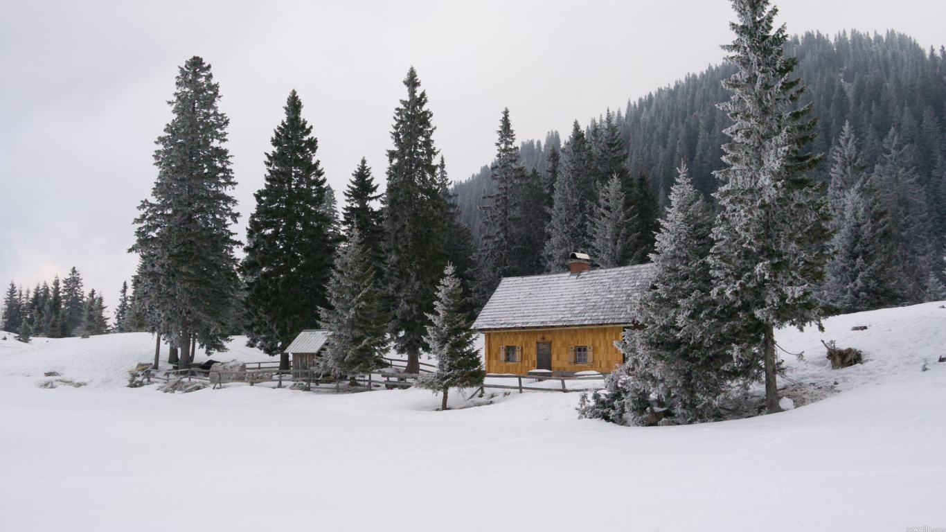 Обои снег, зима, дерево, замораживание, лесопитомник в разрешении 1366x768