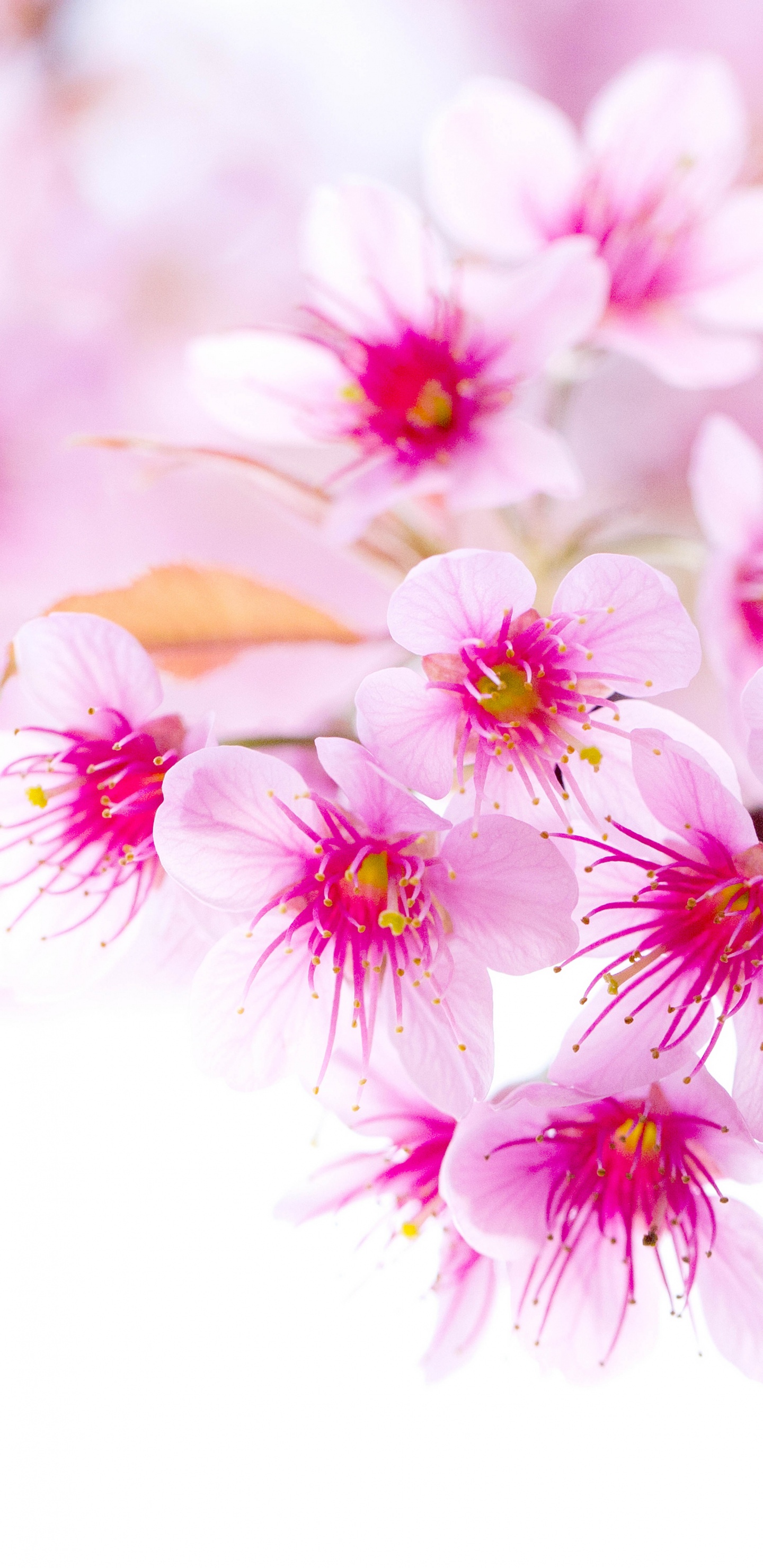 Обои цветение вишни, расцвет, цветок, розовый, растение в разрешении 1440x2960